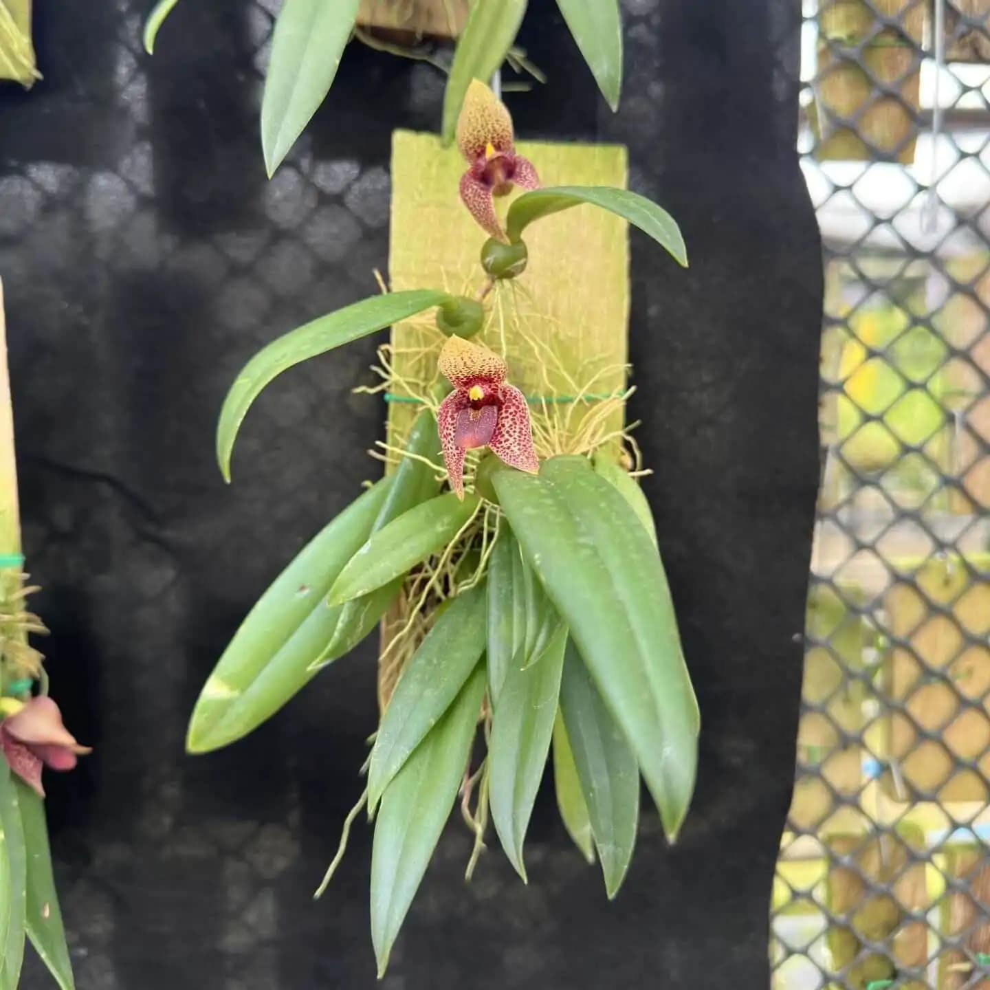 Bulbophyllum disciflorum - Trias disciflora (Well Plant) - Trias disciflora (Well Plant)