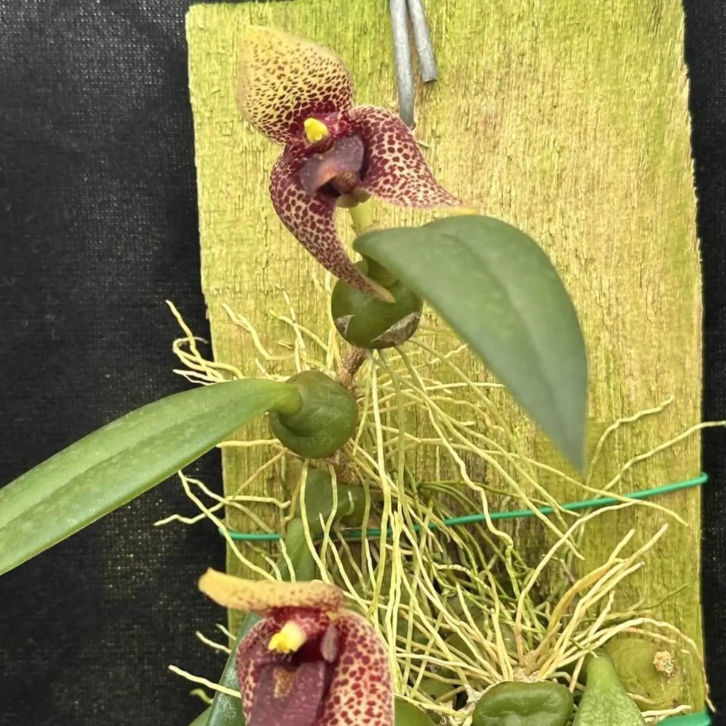 Bulbophyllum disciflorum - Trias disciflora (Well Plant) - Bulbophyllum disciflorum