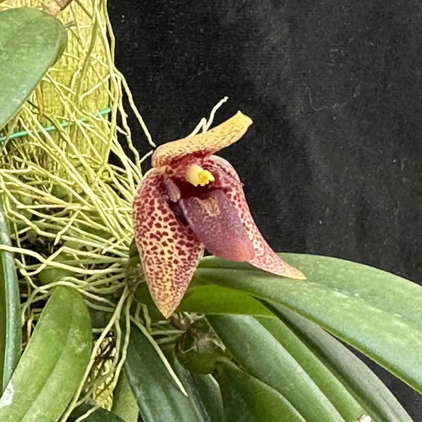 Bulbophyllum disciflorum - Trias disciflora (Well Plant) - Trias disciflora Bulbophyllum disciflorum
