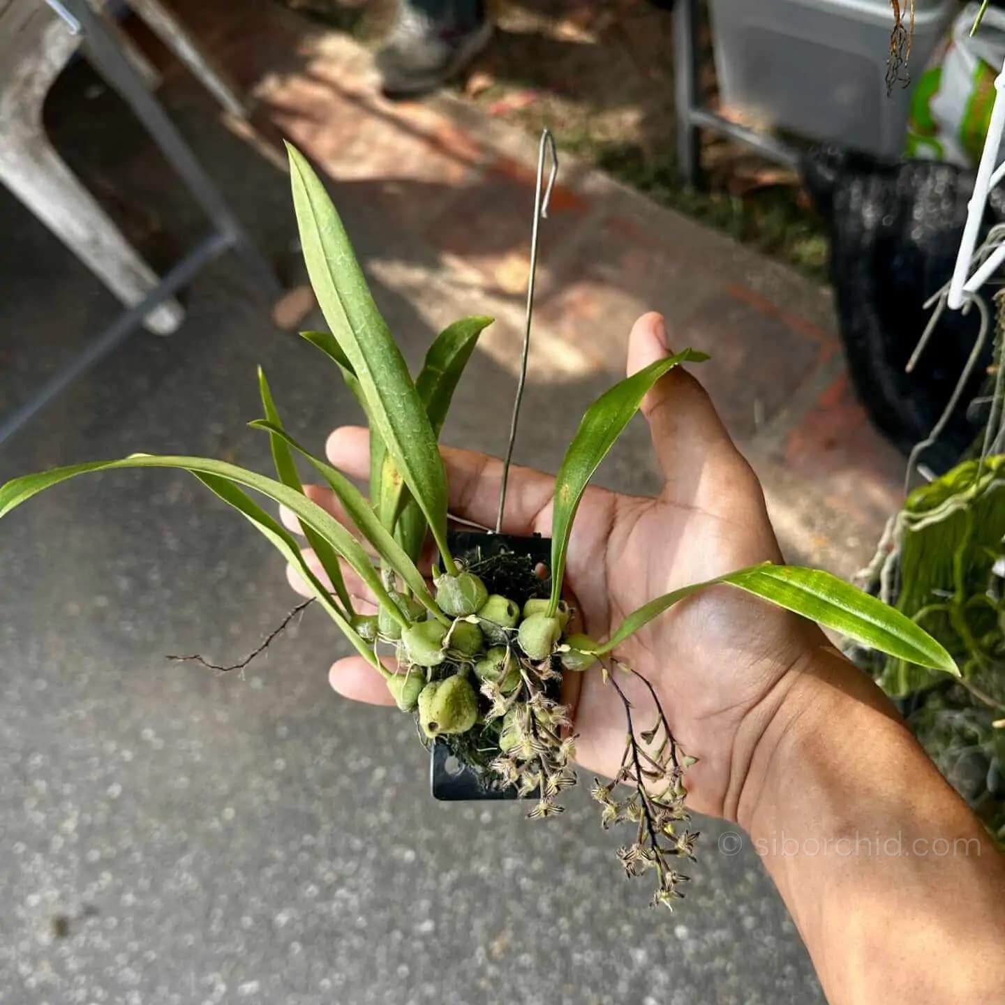 Bulbophyllum lindleyanum - Bulbophyllum lindleyanum - Image 5