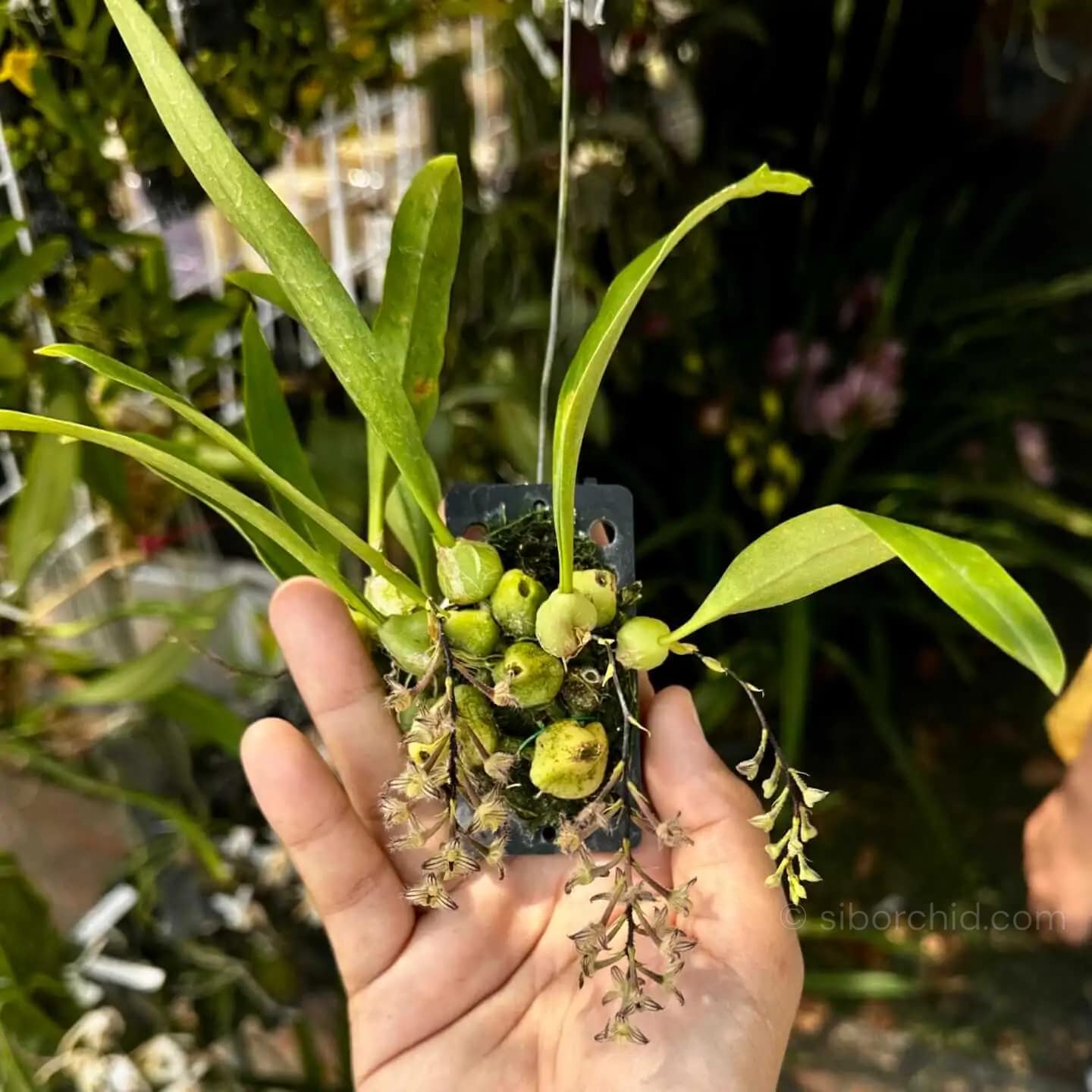 Bulbophyllum lindleyanum - Bulbophyllum lindleyanum - Image 4