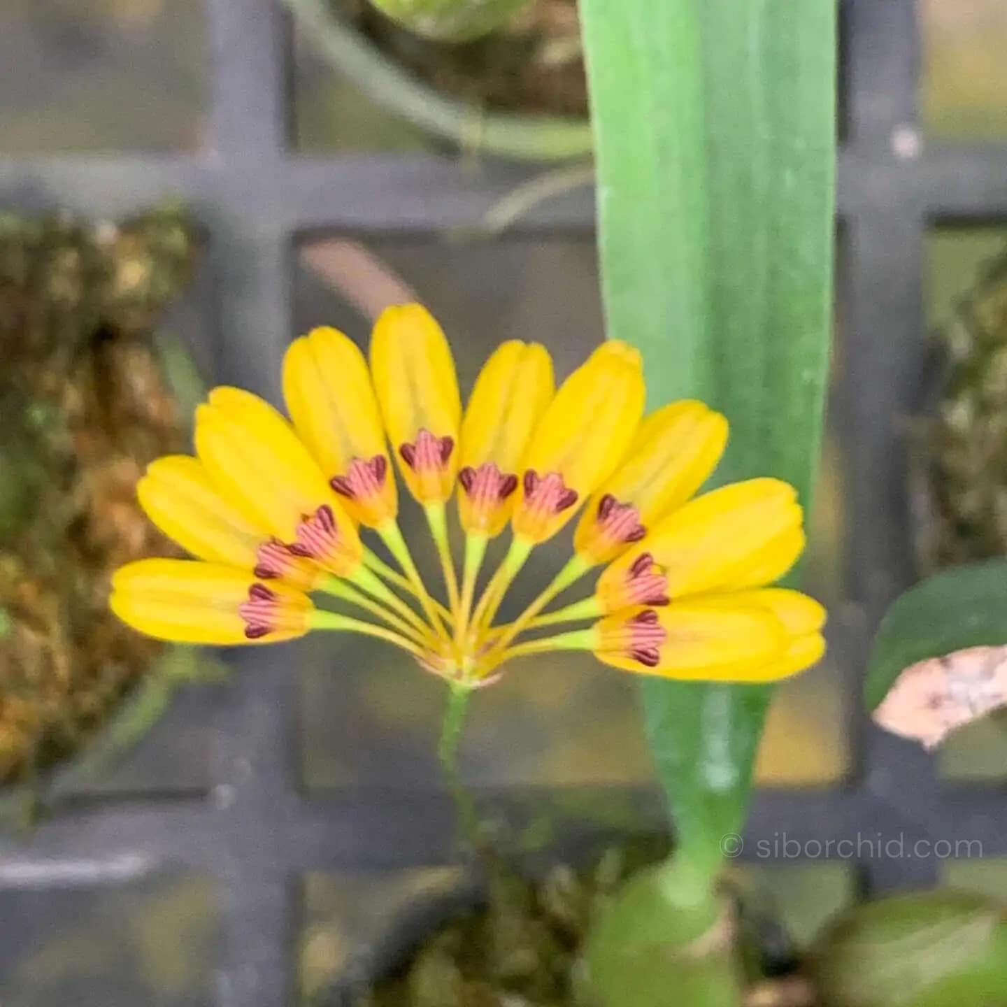 Bulbophyllum retusiusculum - bulbophyllum retusiusculum