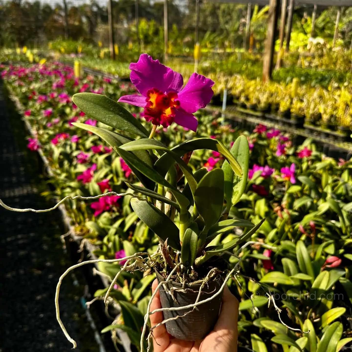Cattleya Hybrids Red