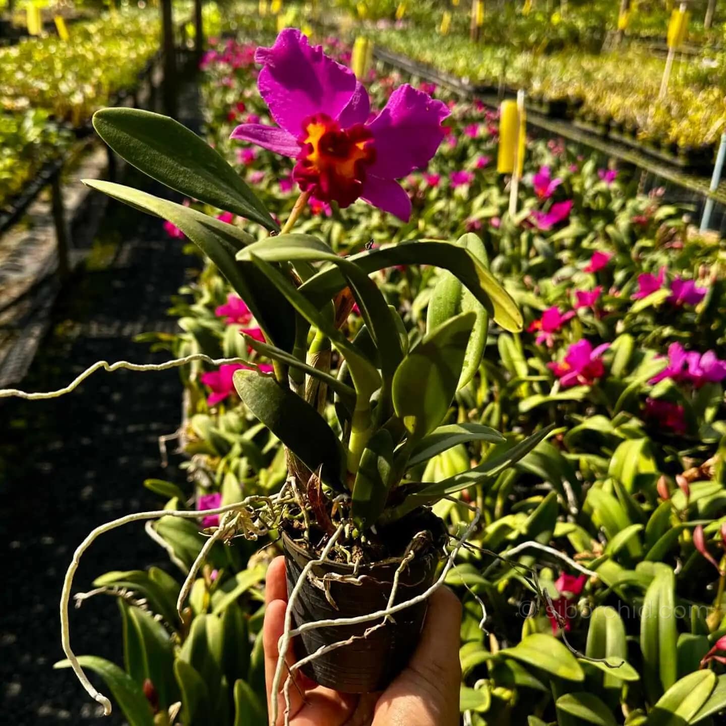 Cattleya Hybrids Red