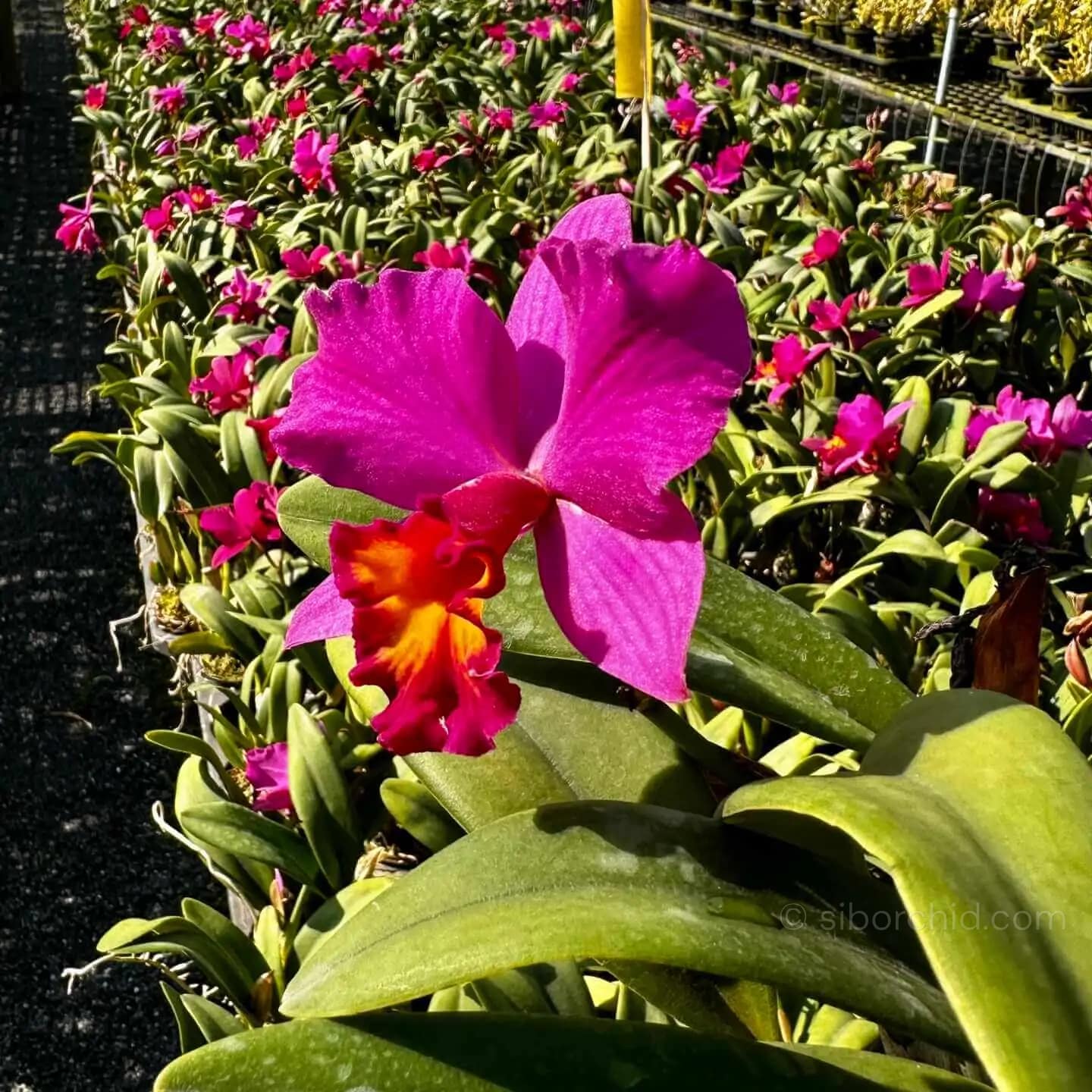 Cattleya Hybrids Red