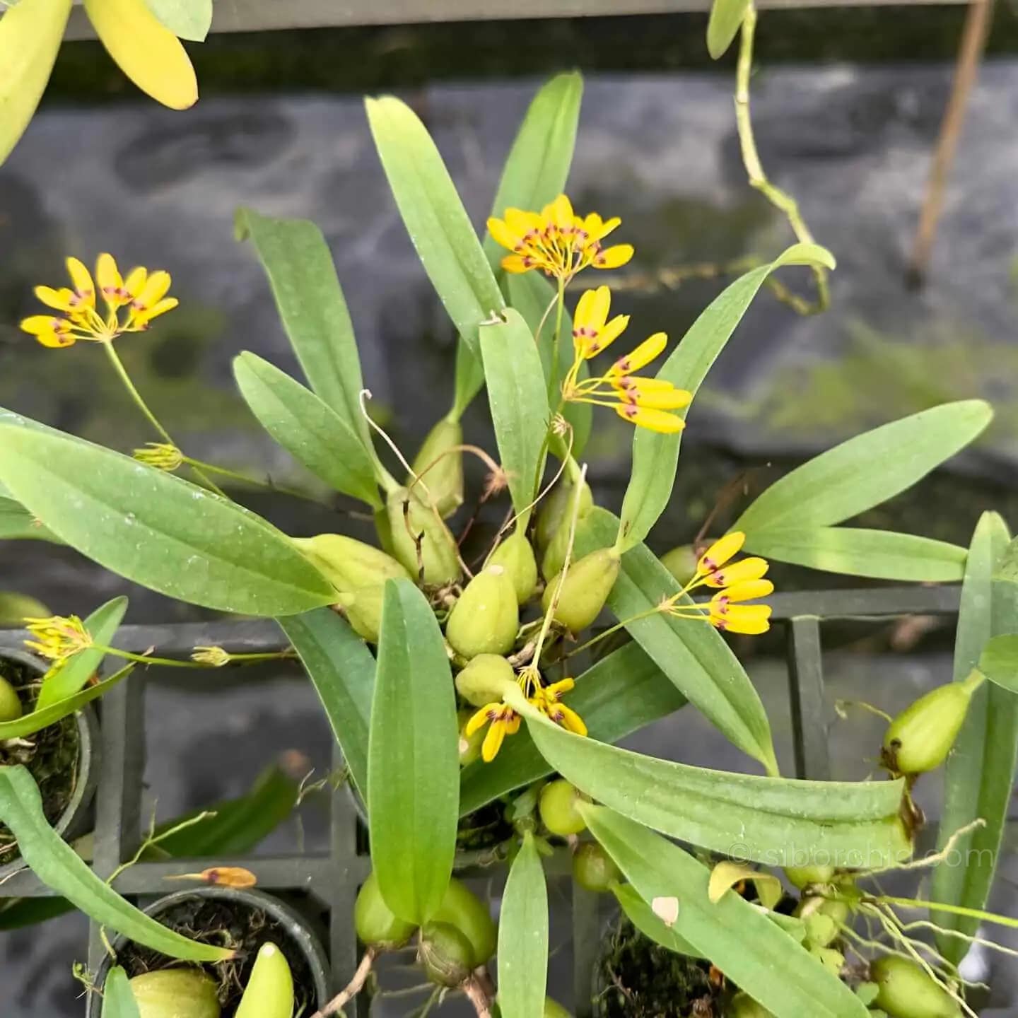 Bulbophyllum retusiusculum - bulbophyllum retusiusculum