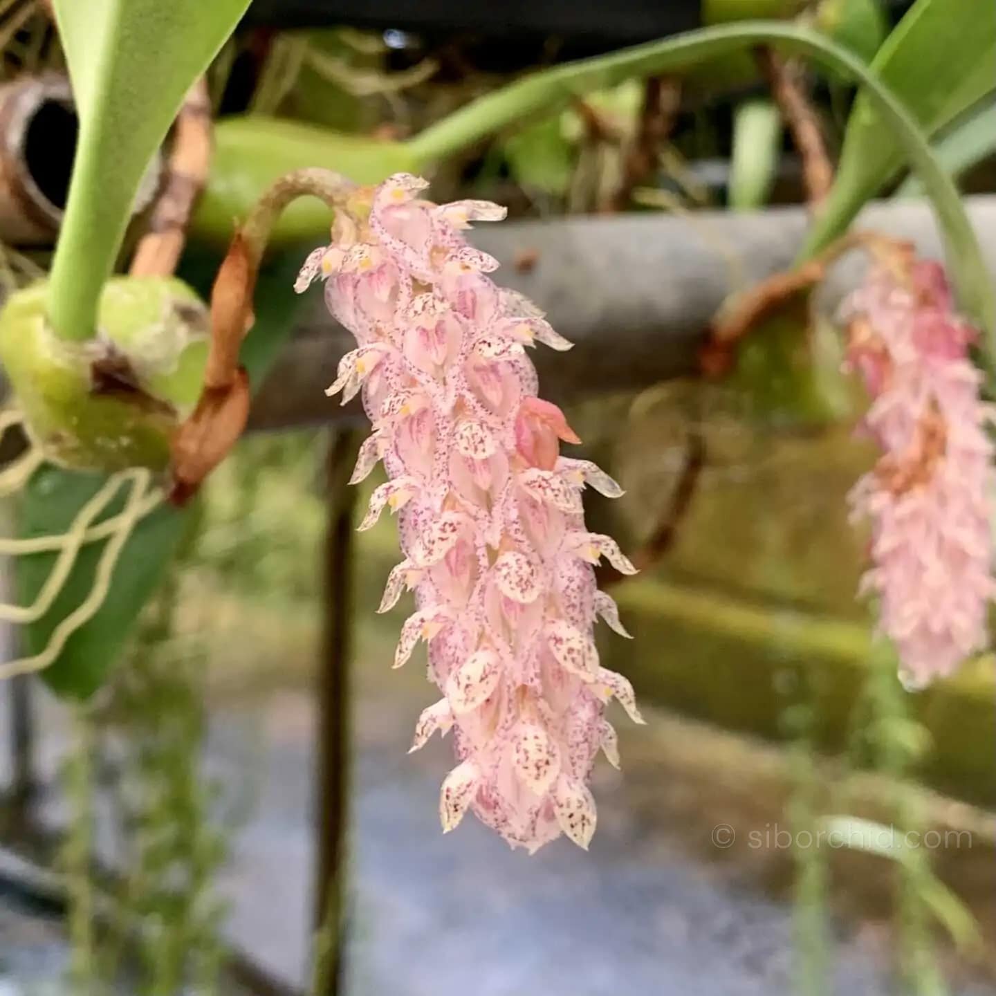 Bulbophyllum lilacinum - Bulbophyllum lilacinum