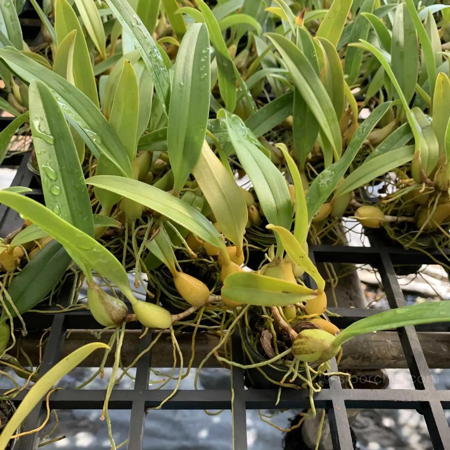 Bulbophyllum ecornutum - Bulbophyllum ecornutum - Image 6