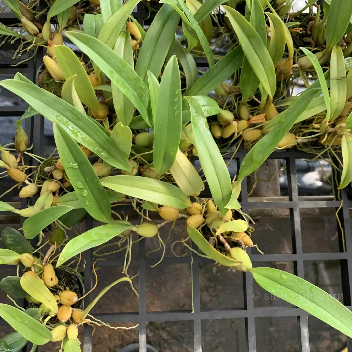 Bulbophyllum ecornutum - Bulbophyllum ecornutum - Image 4