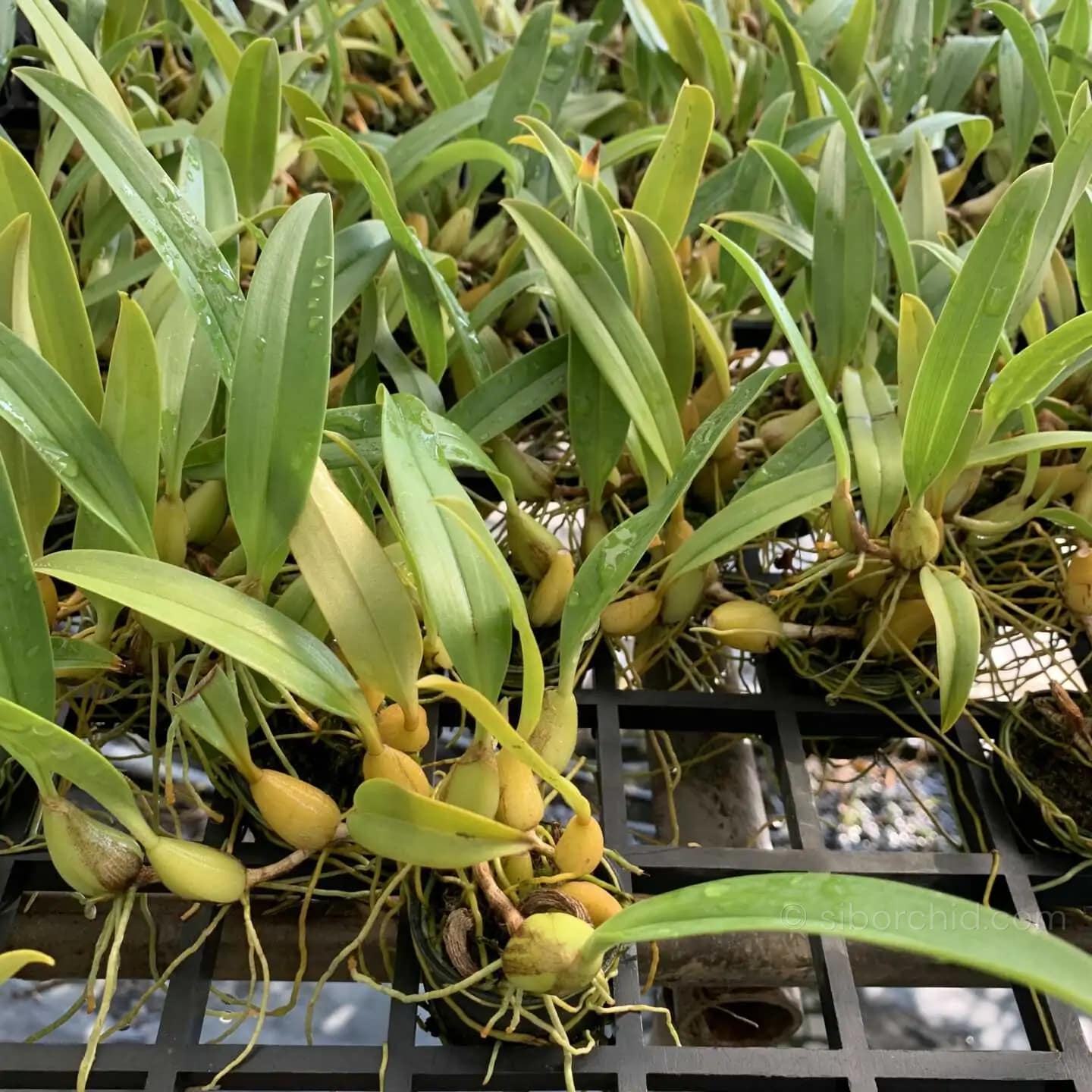 Bulbophyllum ecornutum - Bulbophyllum ecornutum - Image 5