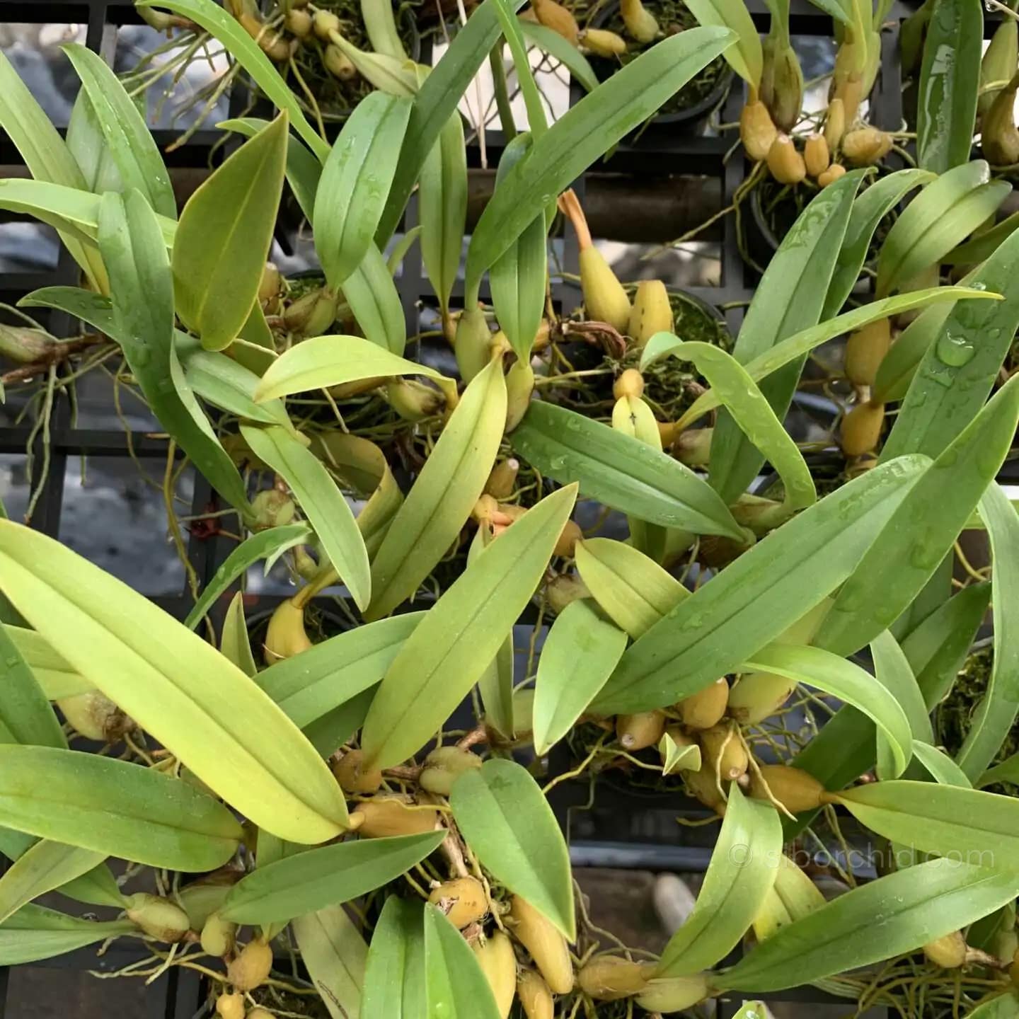 Bulbophyllum ecornutum - Bulbophyllum ecornutum - Image 3