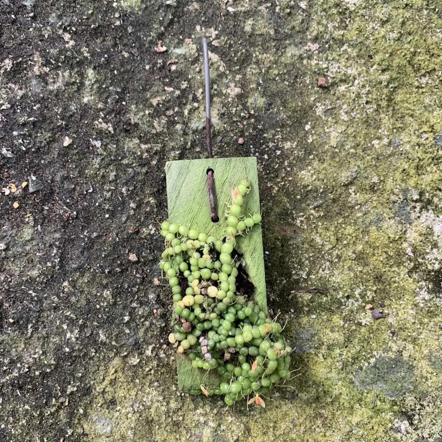 Bulbophyllum moniliforme - Bulbophyllum moniliforme