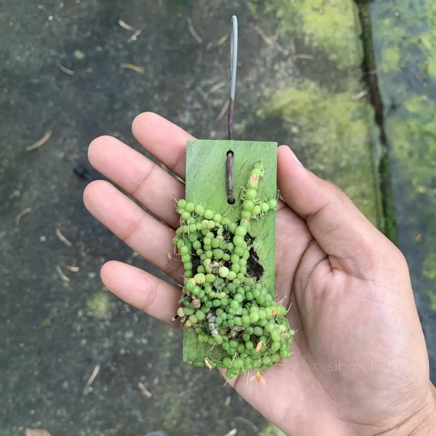 Bulbophyllum moniliforme - Bulbophyllum moniliforme