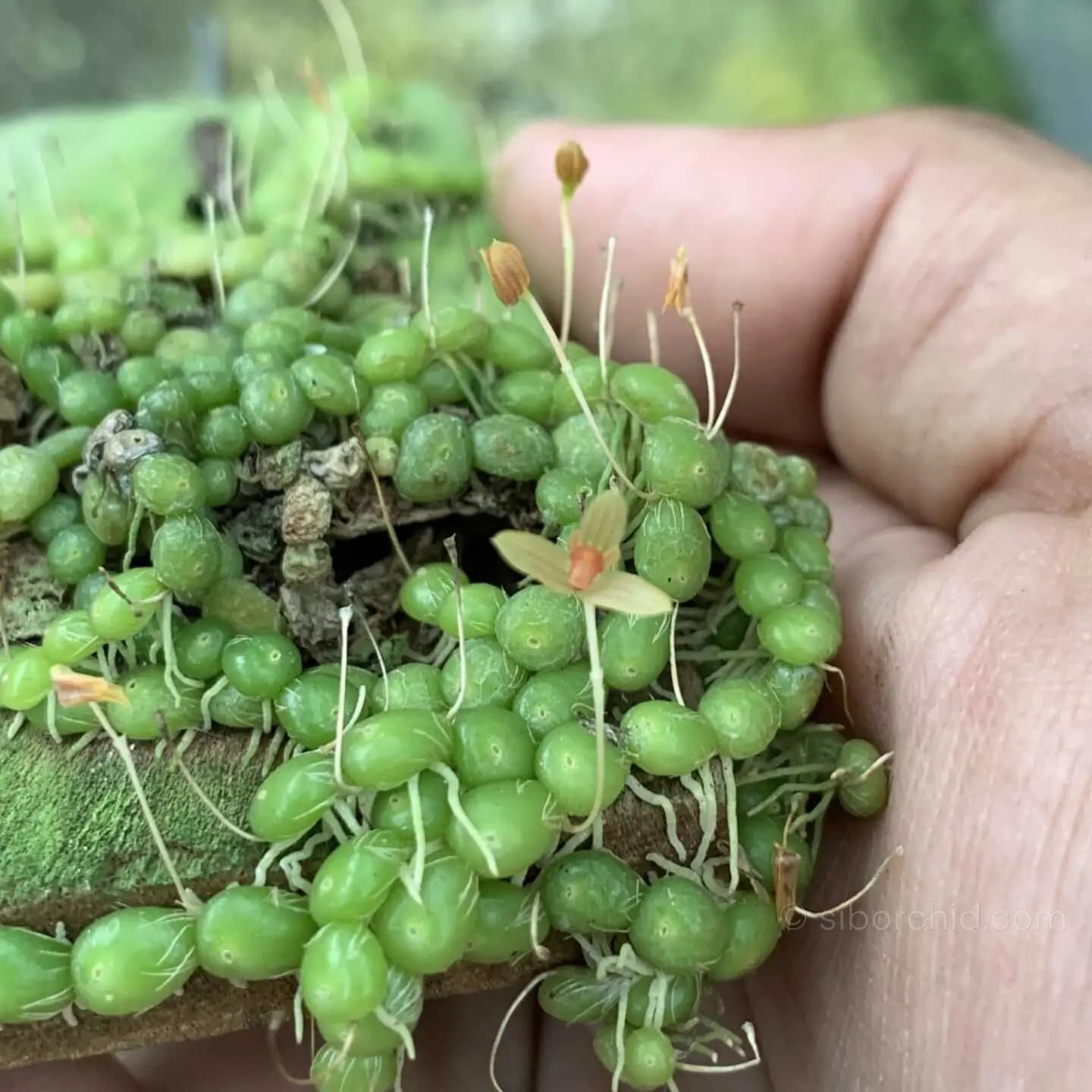 Bulbophyllum moniliforme - Bulbophyllum moniliforme
