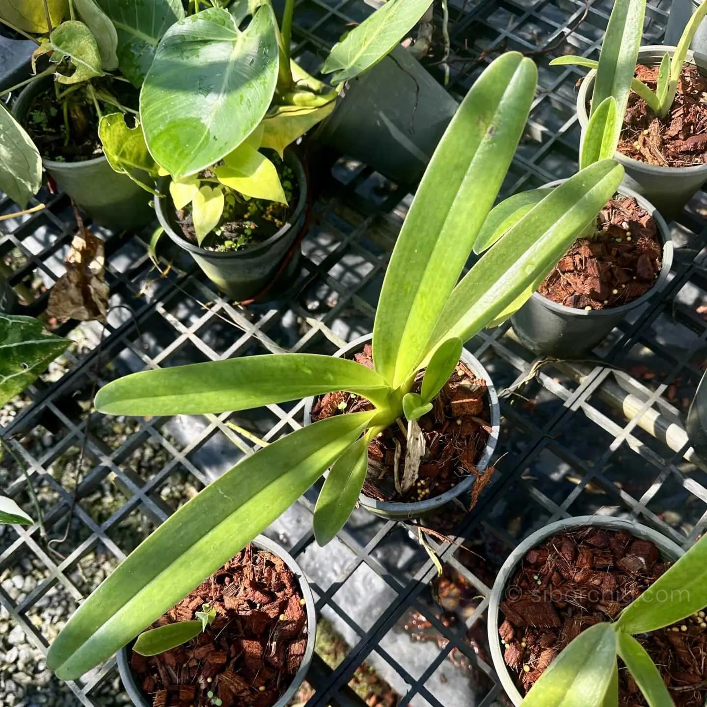 Paphiopedilum parishii - Paphiopedilum parishii