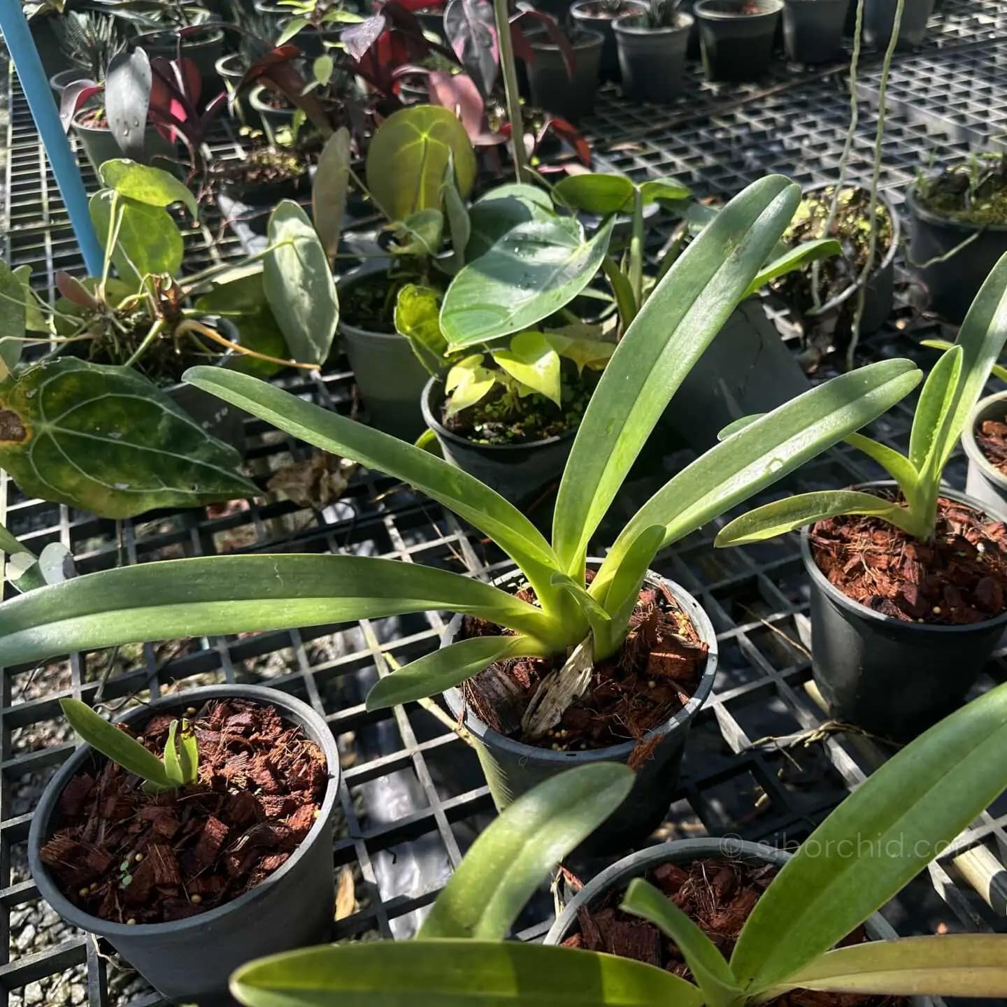 Paphiopedilum parishii - Paphiopedilum parishii