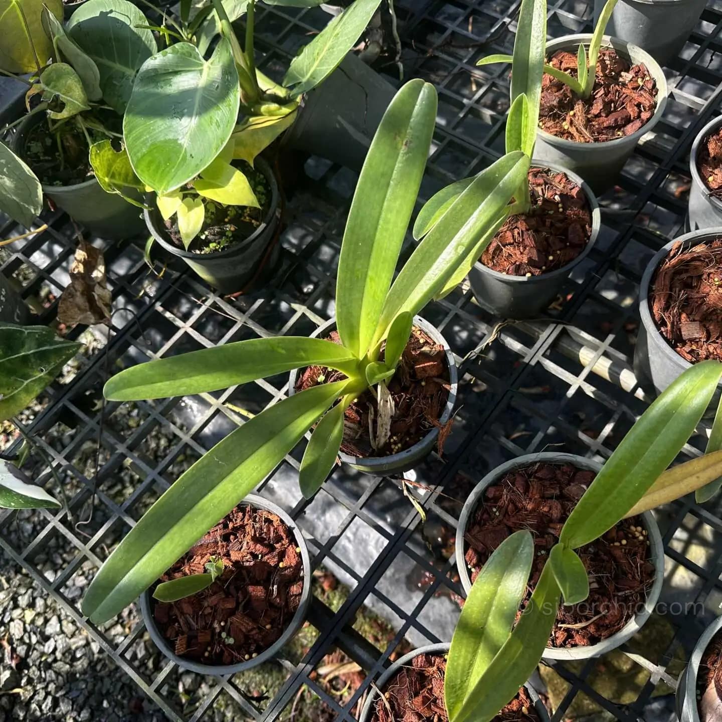 Paphiopedilum parishii - Paphiopedilum parishii