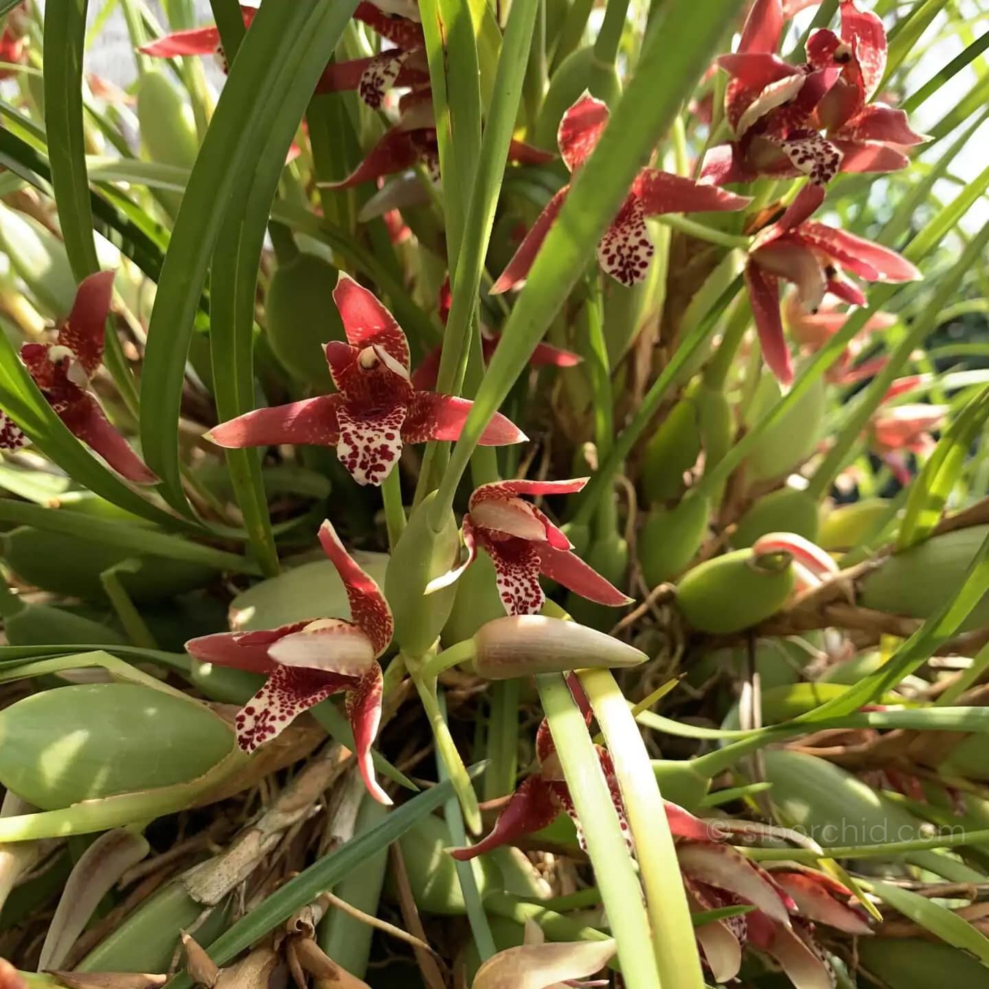 Maxillaria tenuifolia Red - Maxillaria tenuifolia Red - Image 6
