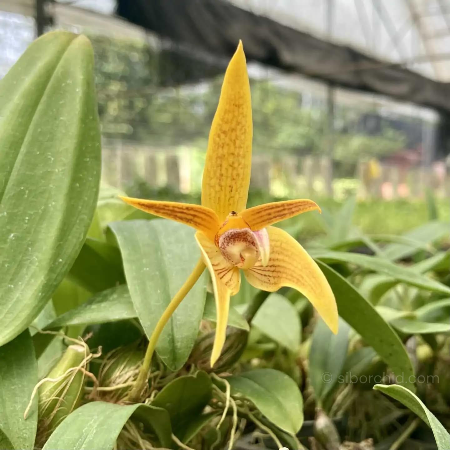 Bulbophyllum smitinandii - Bulbophyllum smitinandii