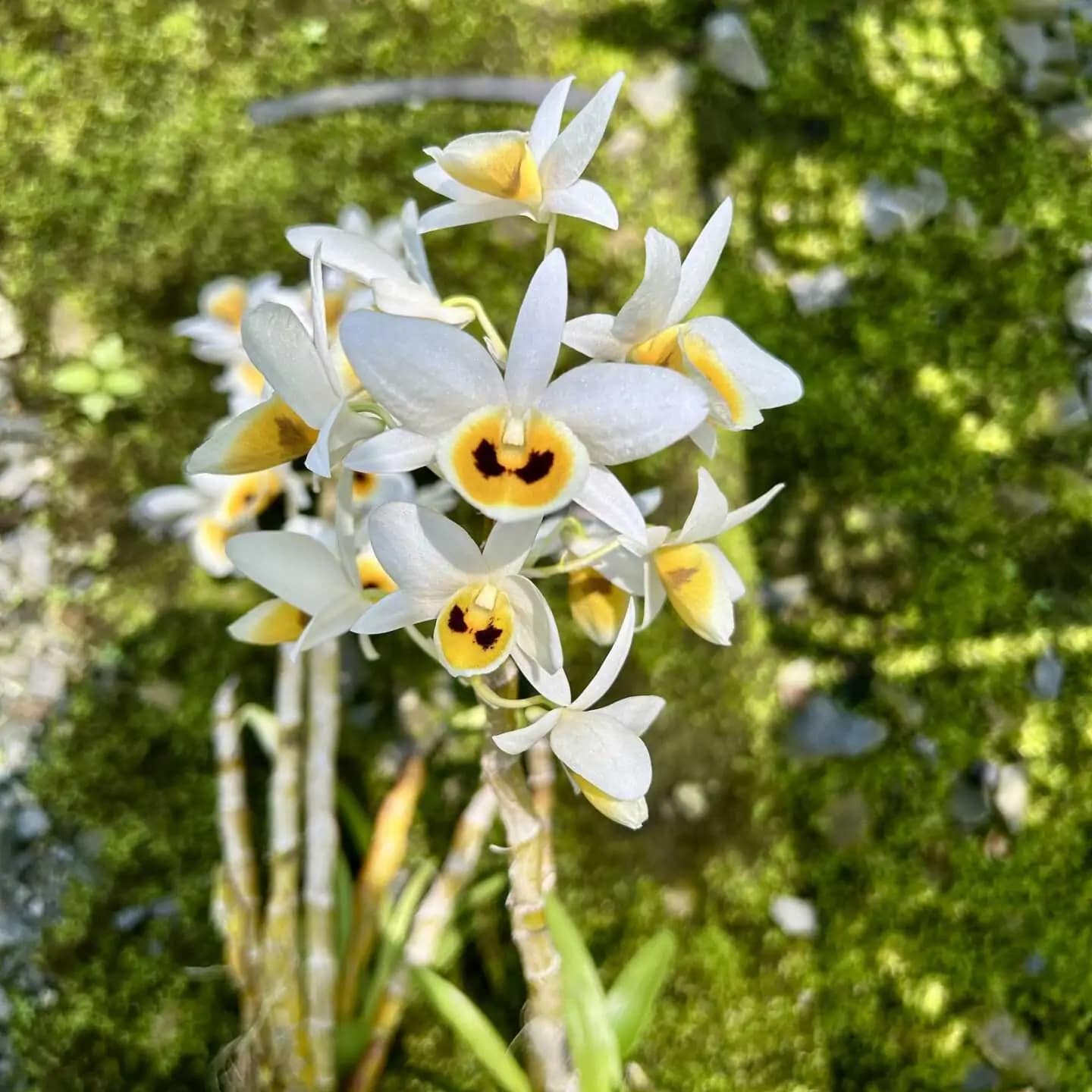 Dendrobium bensoniae (Small) - dendrobium bensoniae