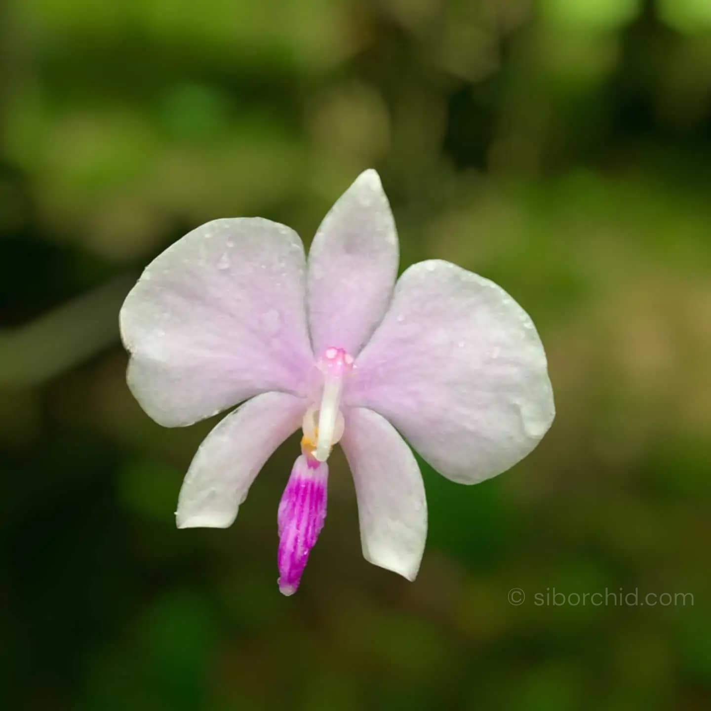 Phalaenopsis lowii - Phal lowii