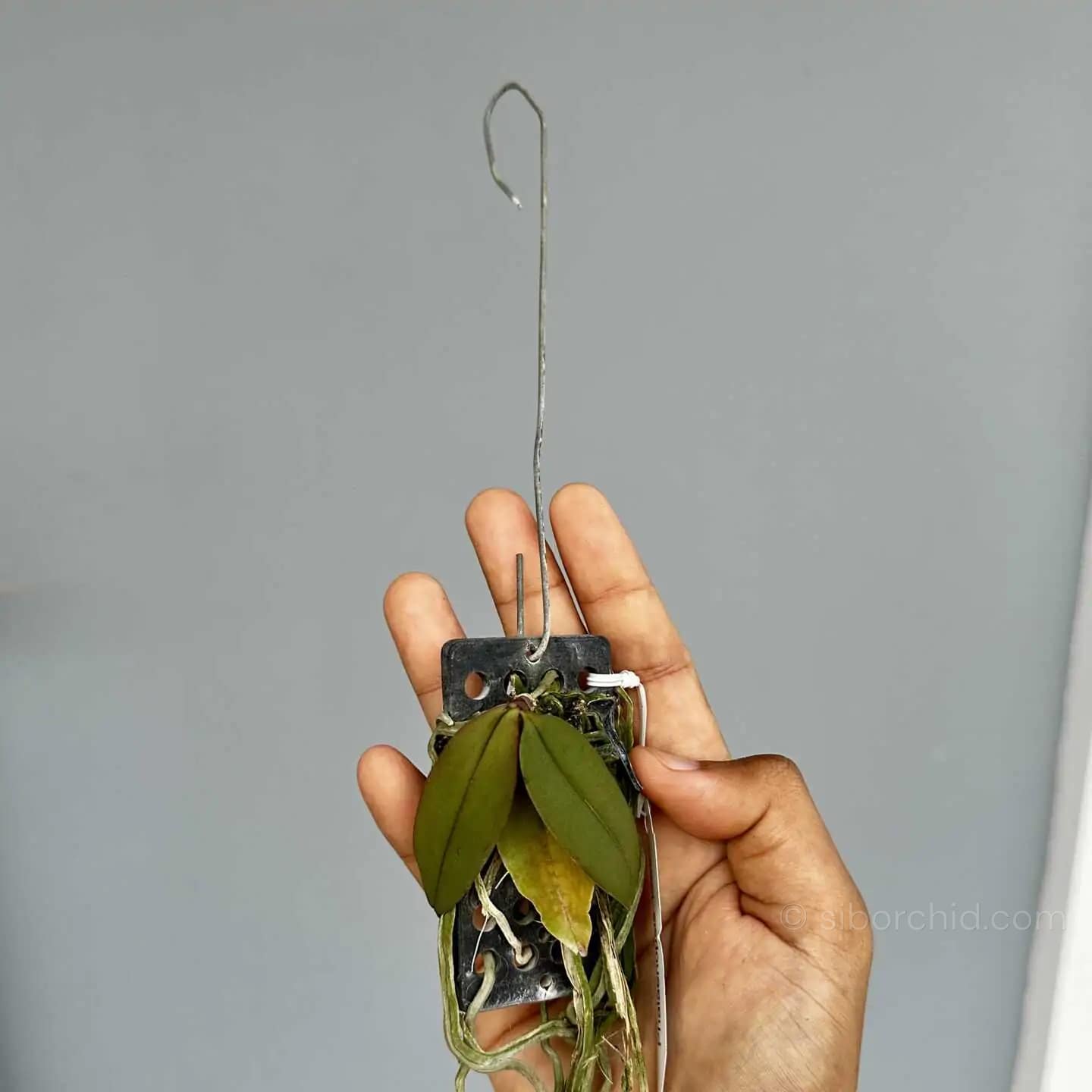 Phalaenopsis lowii - Phal lowii