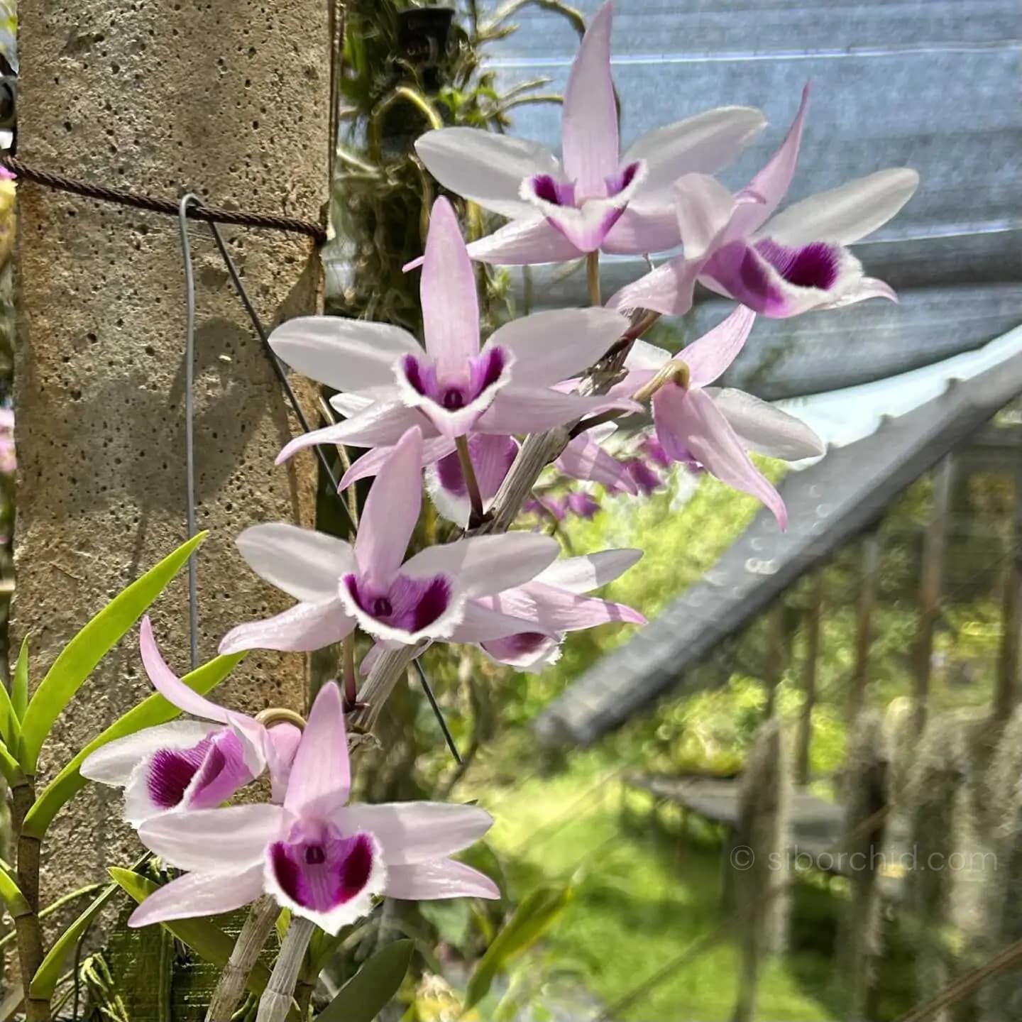 Dendrobium anosmum (Seeding) - Dendrobium anosmum
