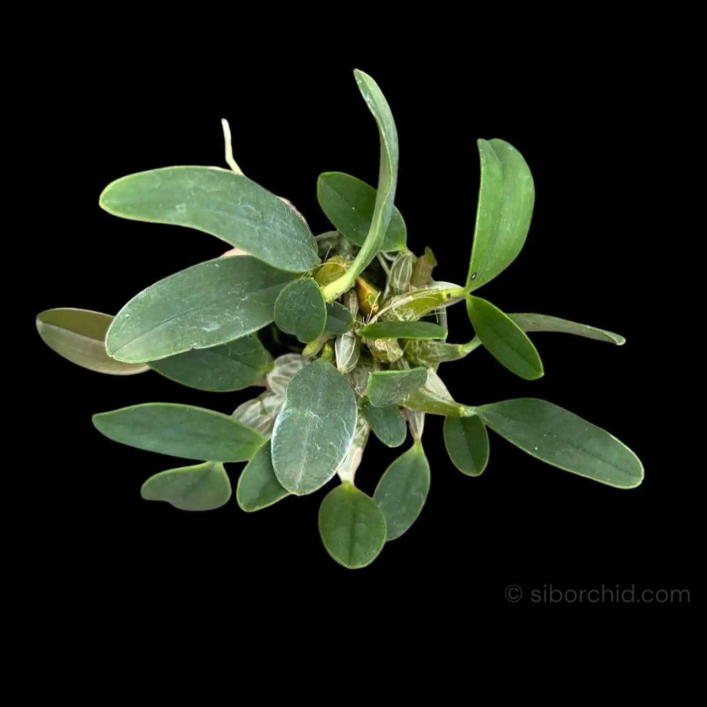 Dendrobium lindleyi (Medium Size) - Dendrobium lindleyi