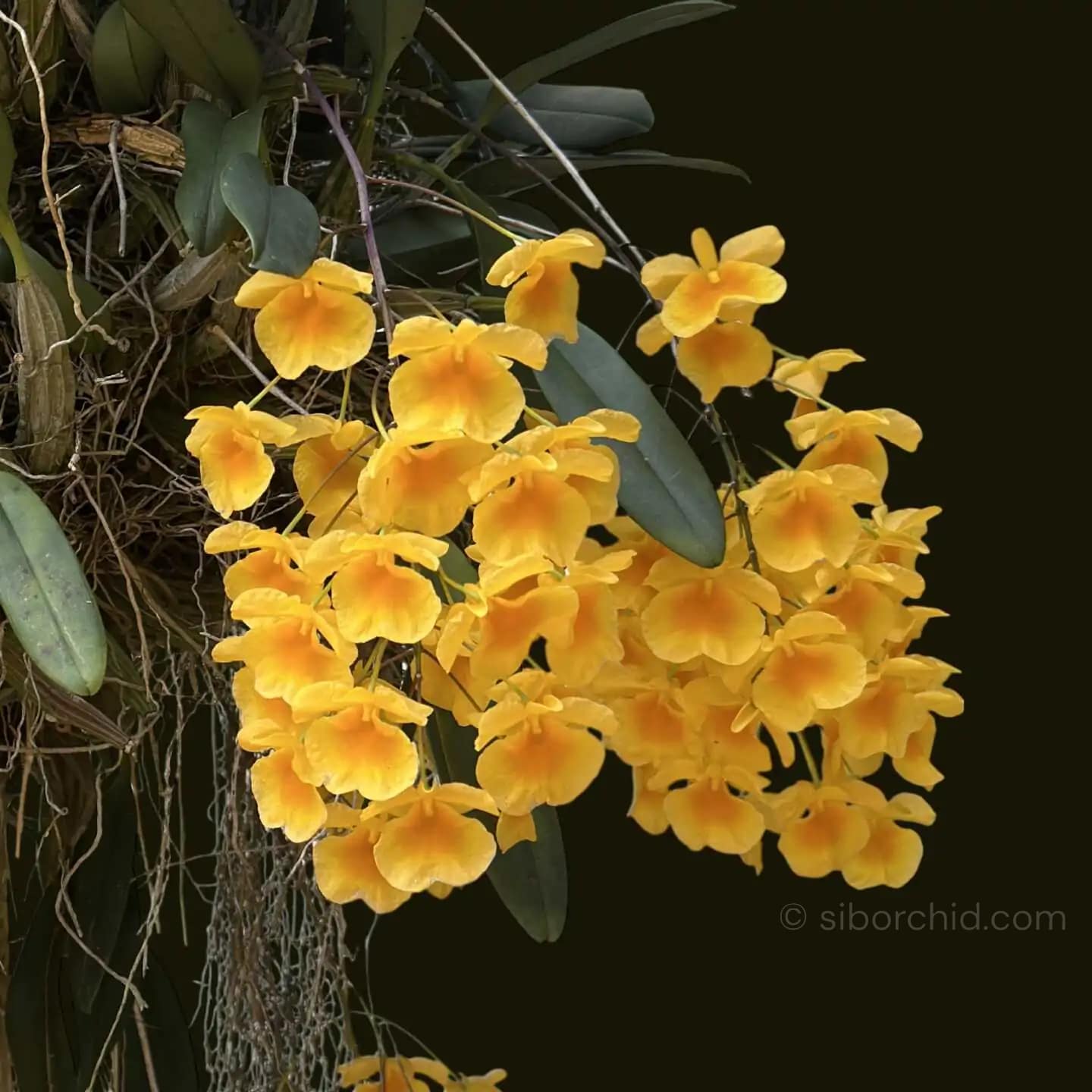 Dendrobium lindleyi (Medium Size) - Dendrobium lindleyi