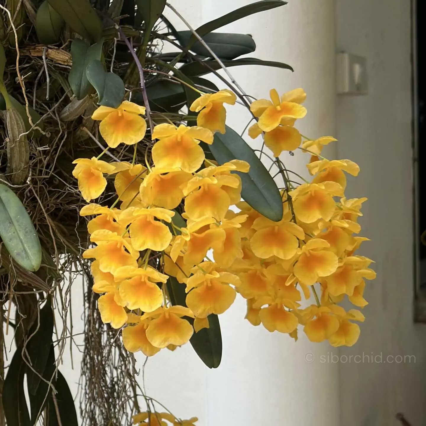 Dendrobium lindleyi (Medium Size) - Dendrobium lindleyi