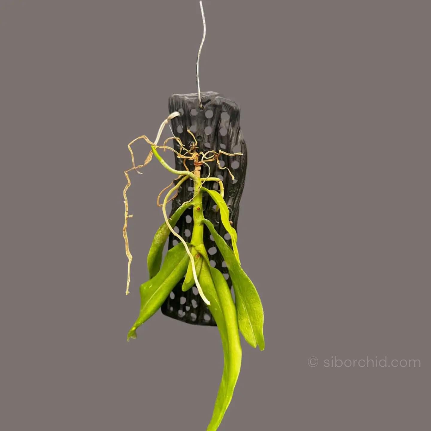 Robiquetia spathulata - Robiquetia Spathulata