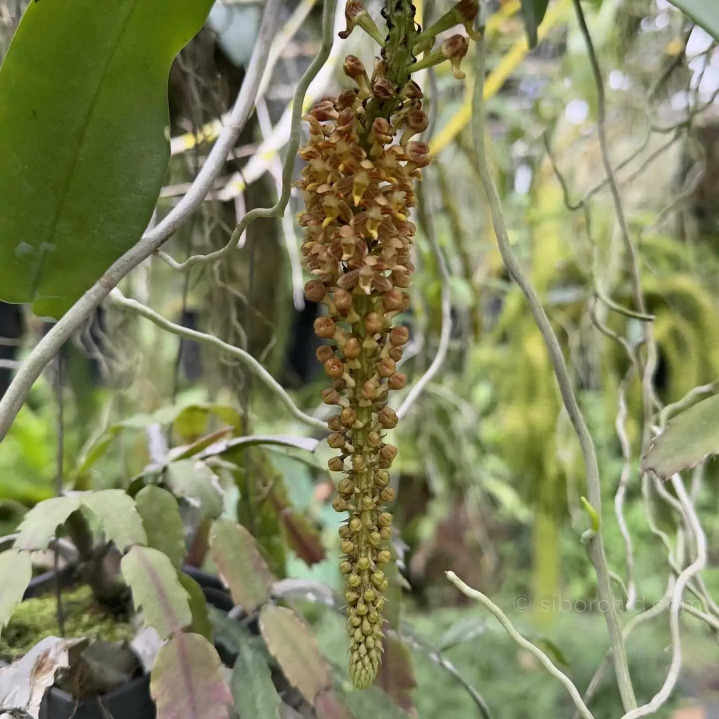 Robiquetia spathulata - Robiquetia spathulata
