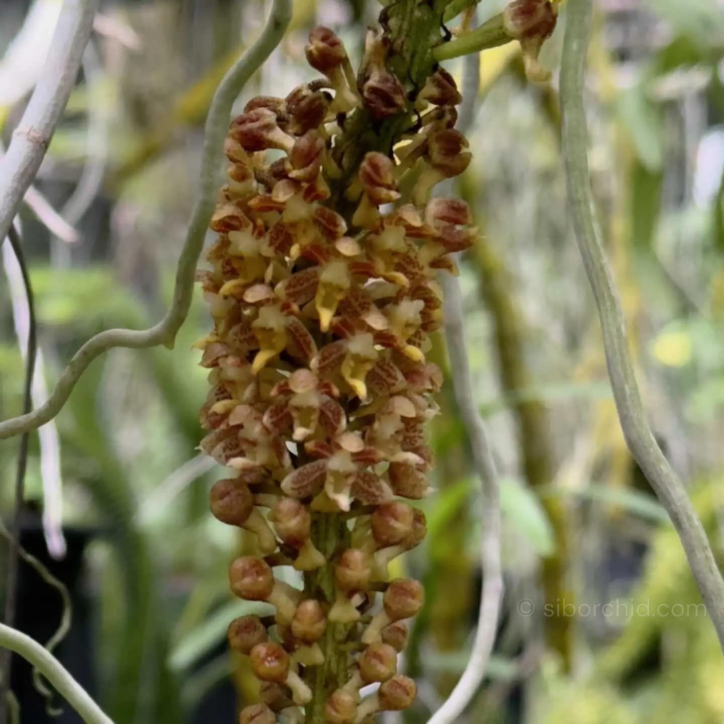 Robiquetia spathulata - Robiquetia spathulata - Image 2
