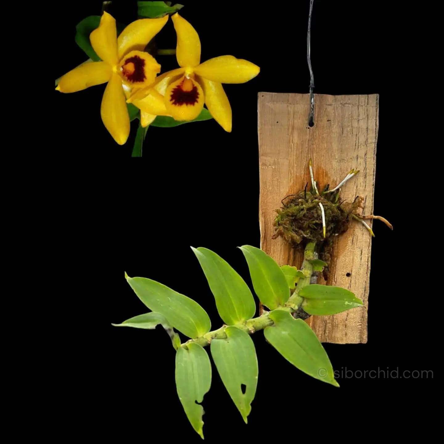 Dendrobium ochreatum
