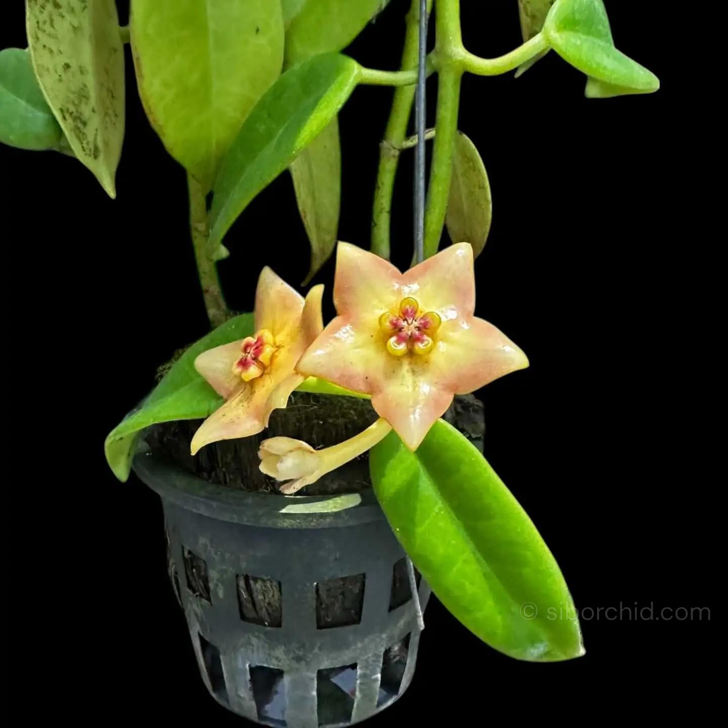 Hoya Ruthie - Hoya Ruthie