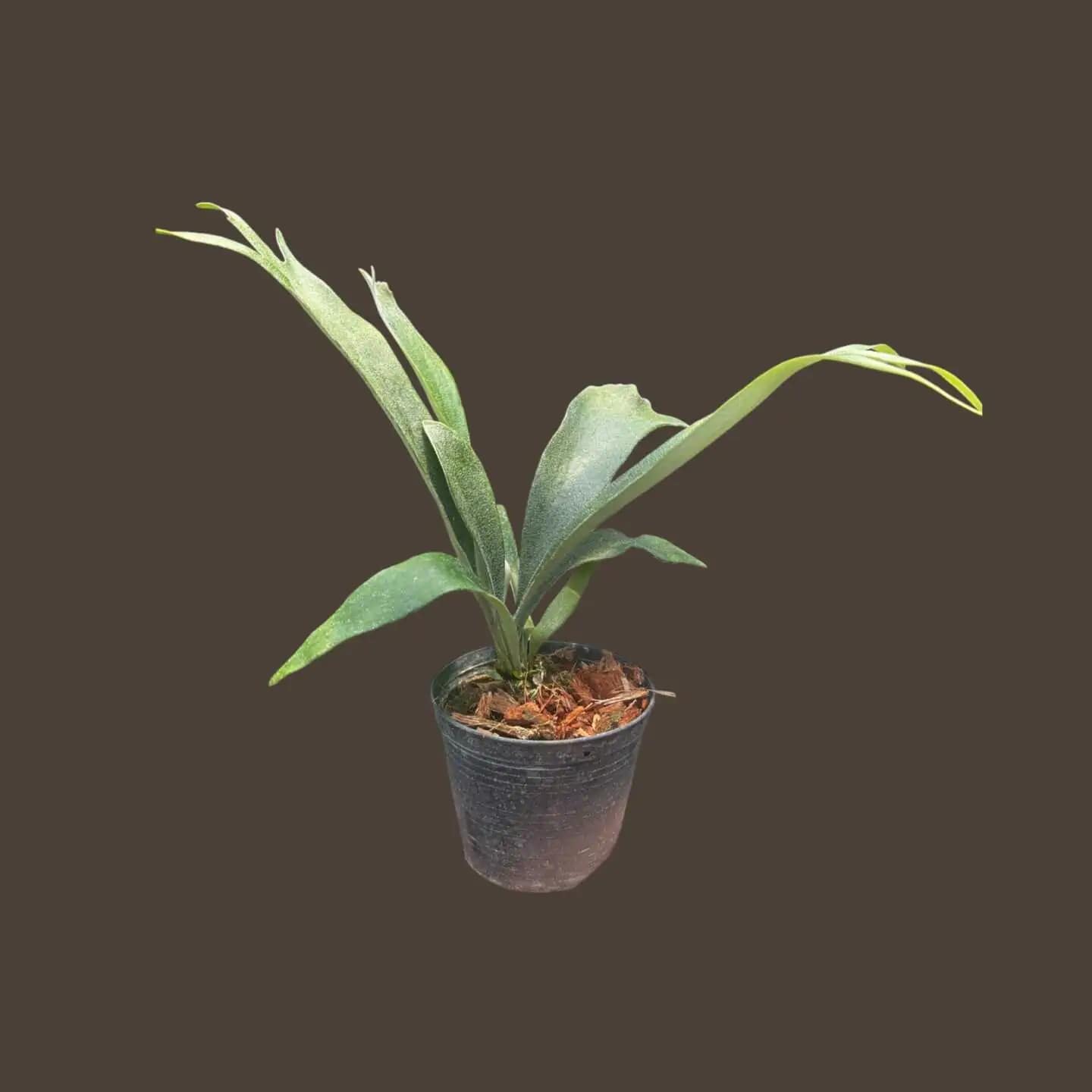 Platycerium veitchii wild P. Rydeen sporeling