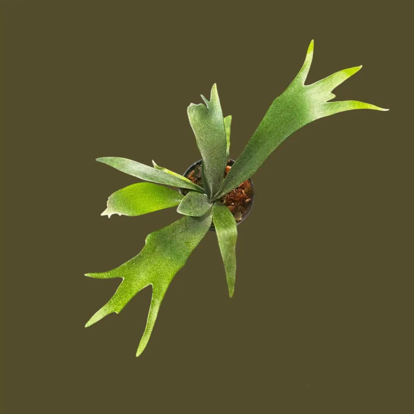 Platycerium veitchii wild P. Rydeen sporeling