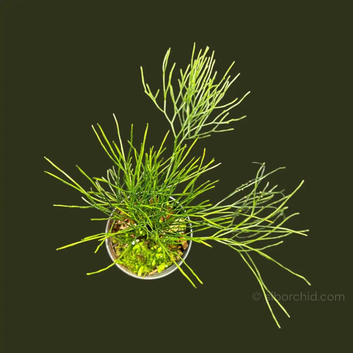 Psilotum nudum – Whisk Fern