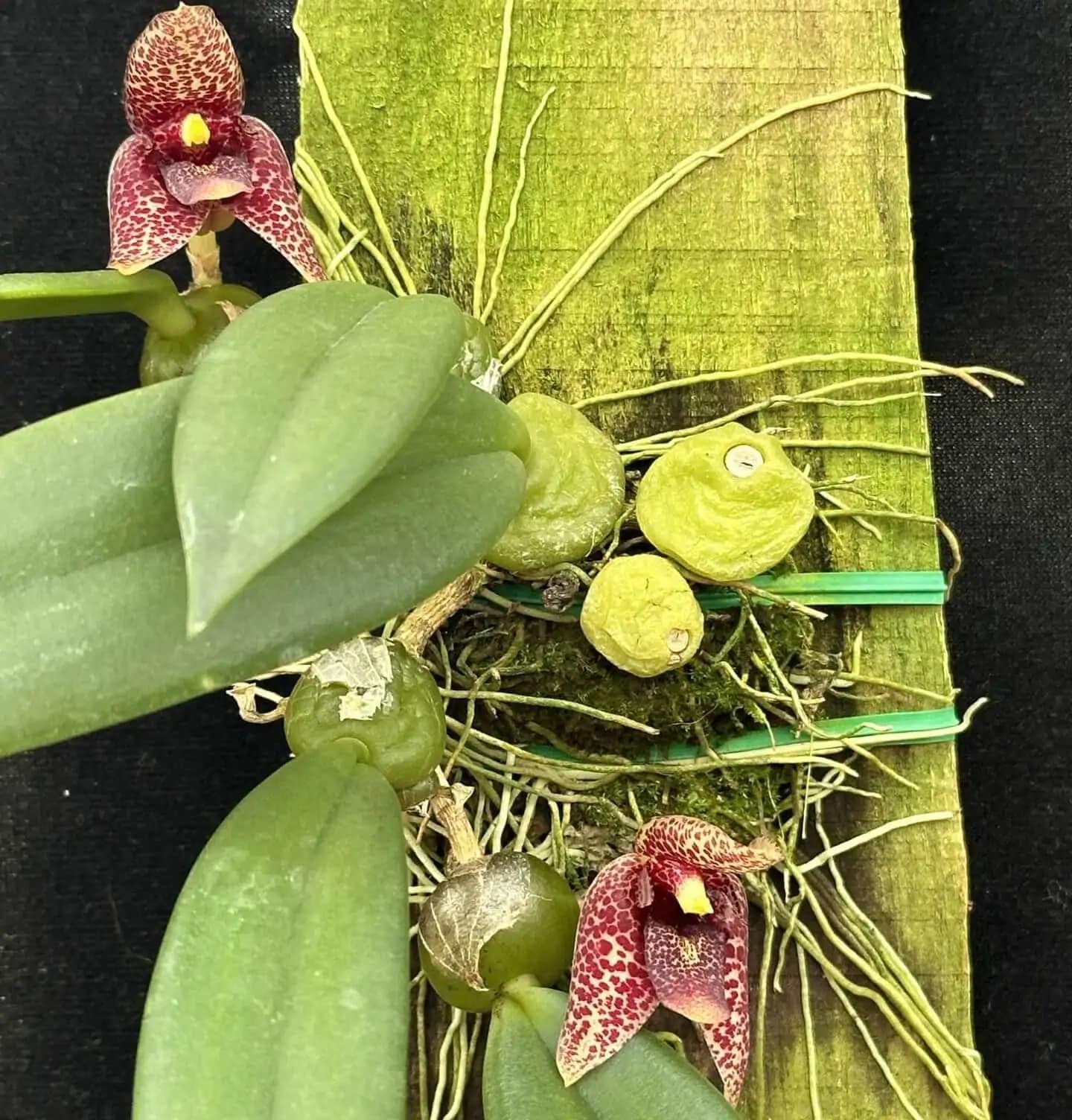 Bulbophyllum disciflorum - Trias disciflora (Well Plant) - Bulbophyllum disciflorum Trias disciflora