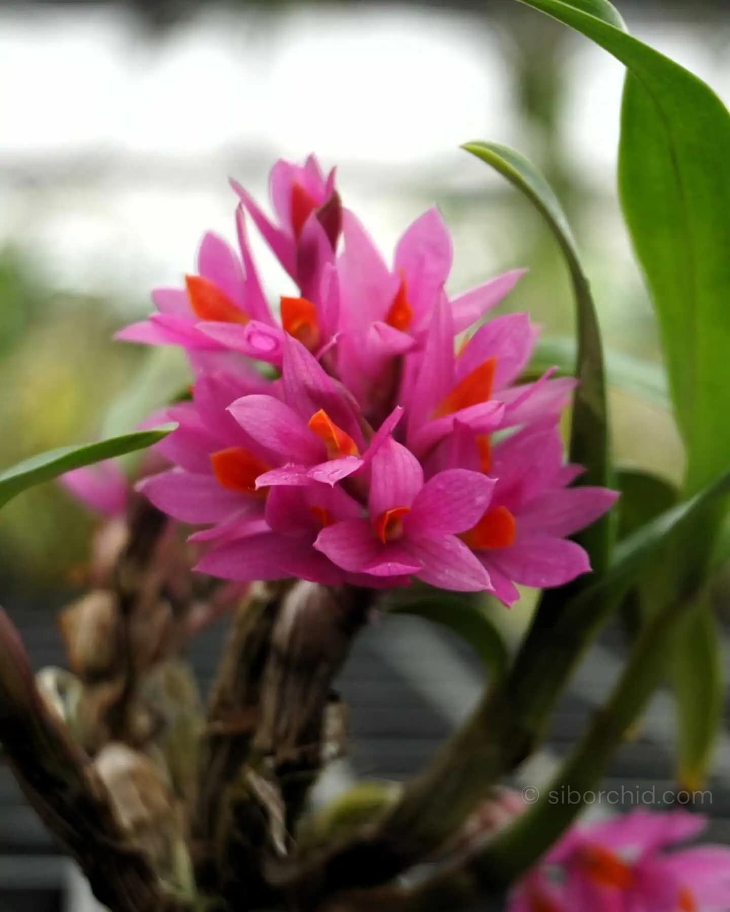 Dendrobium Hibiki (Blooming Size) - Dendrobium Hibiki