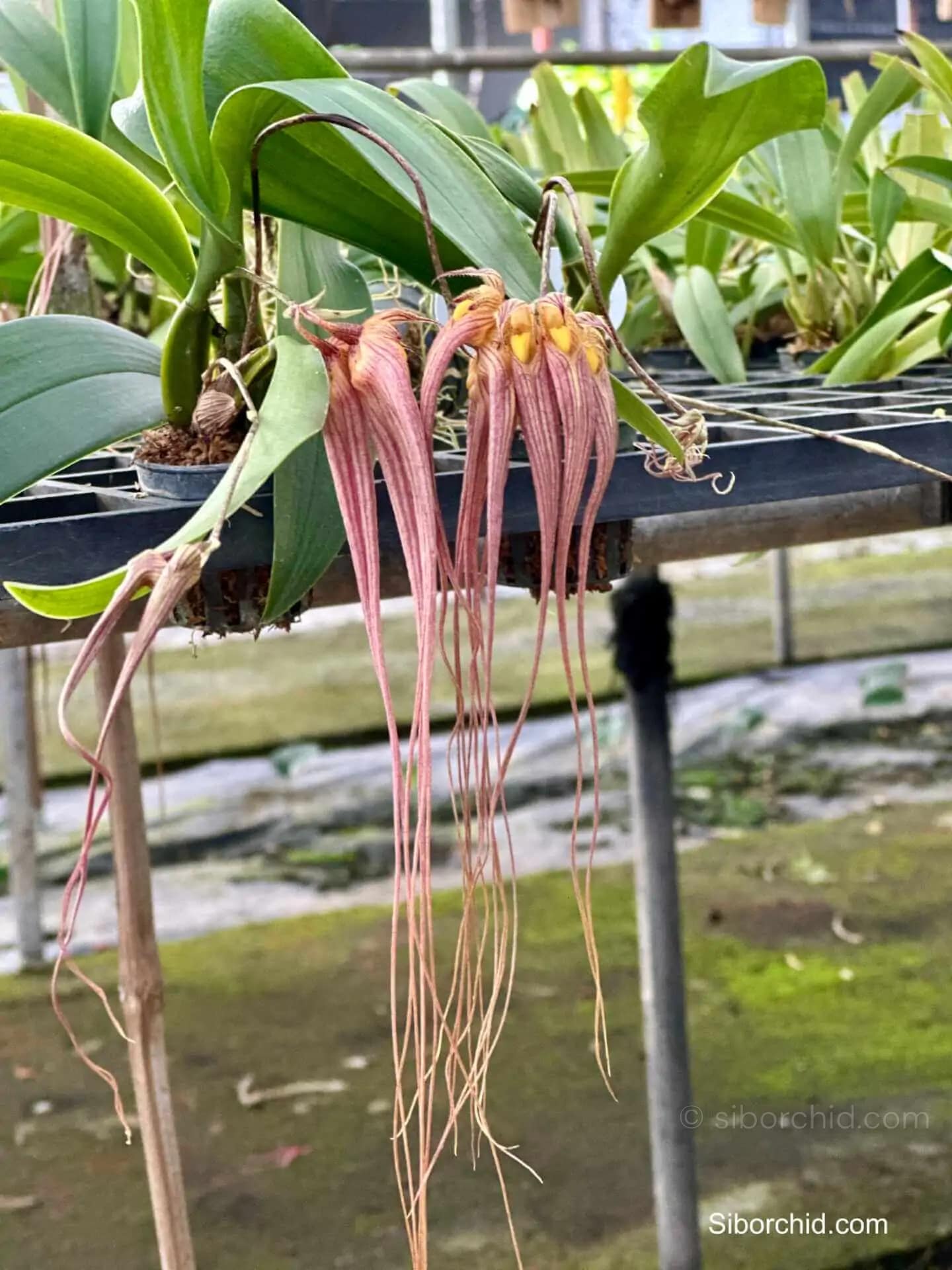 Bulbophyllum longissimum - Bulbophyllum longissimum