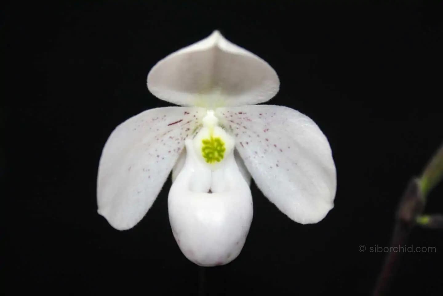 Paphiopedilum thaianum - Paphiopedilum thaianum - Image 4
