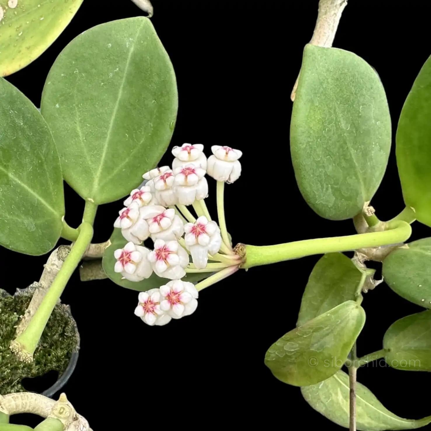 Hoya pachyclada white