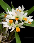 IMG_6456 Dendrobium scabrilingue
