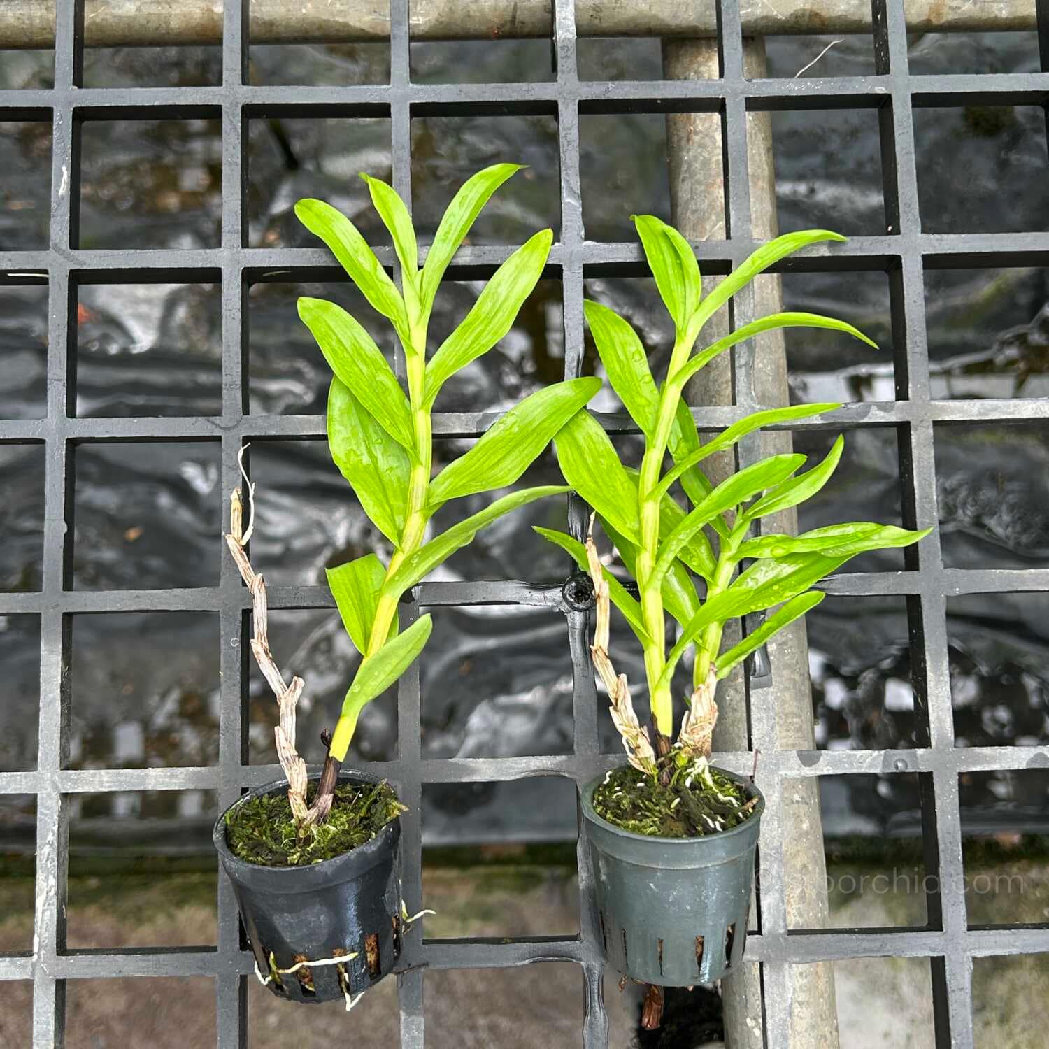 Dendrobium fytchianum White - Dendrobium fytchianum White - Image 5