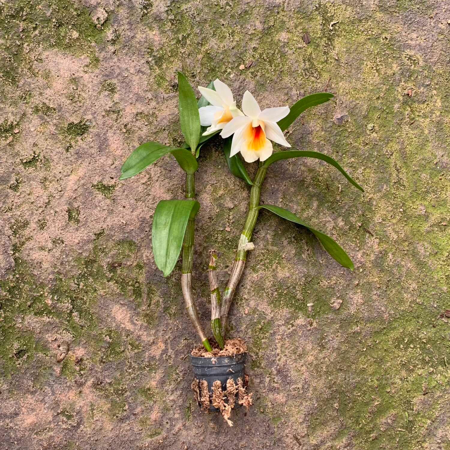 Dendrobium Christy Dawn - Dendrobium Christy Dawn