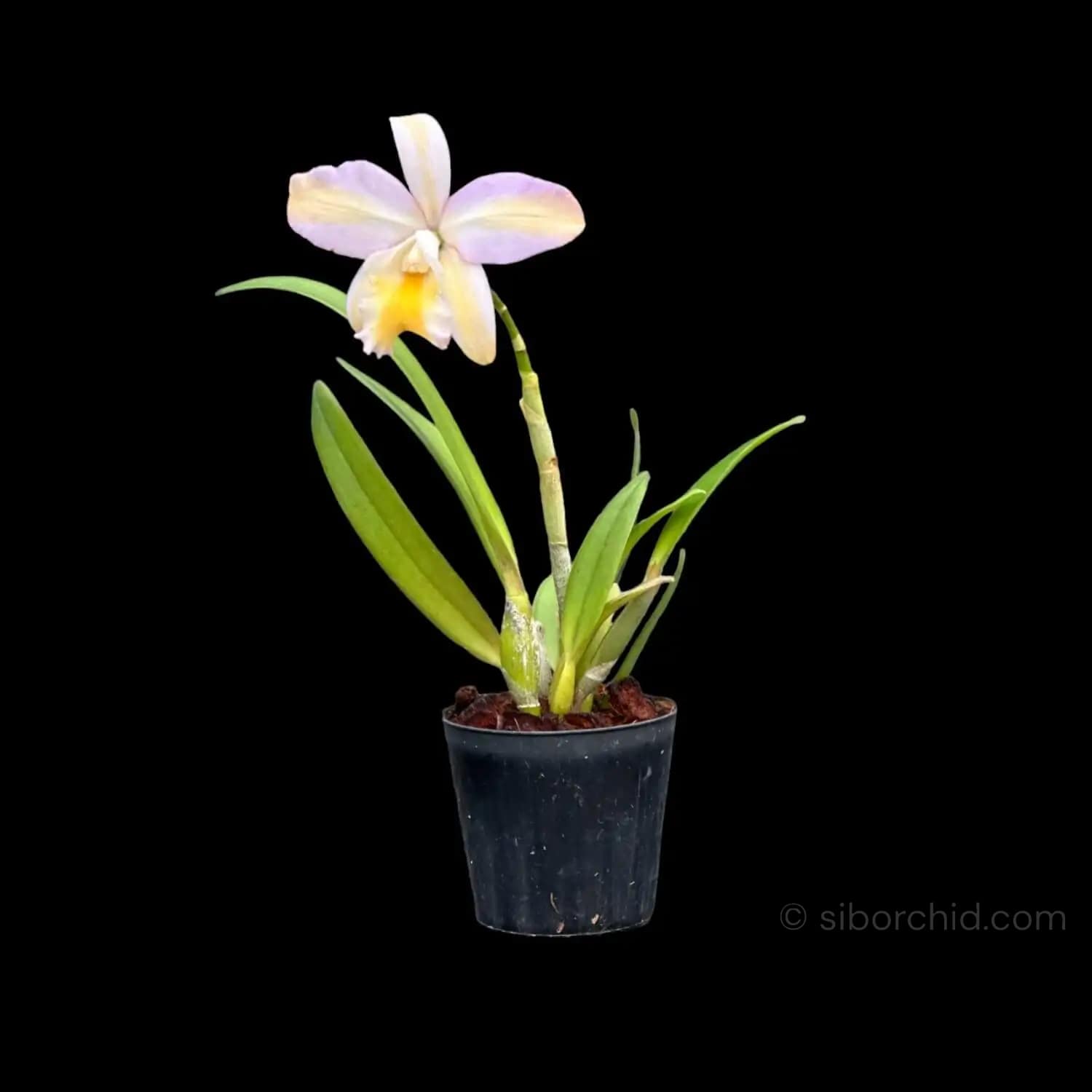 Rhyncattleanthe Mikawa Crystal - Image 4