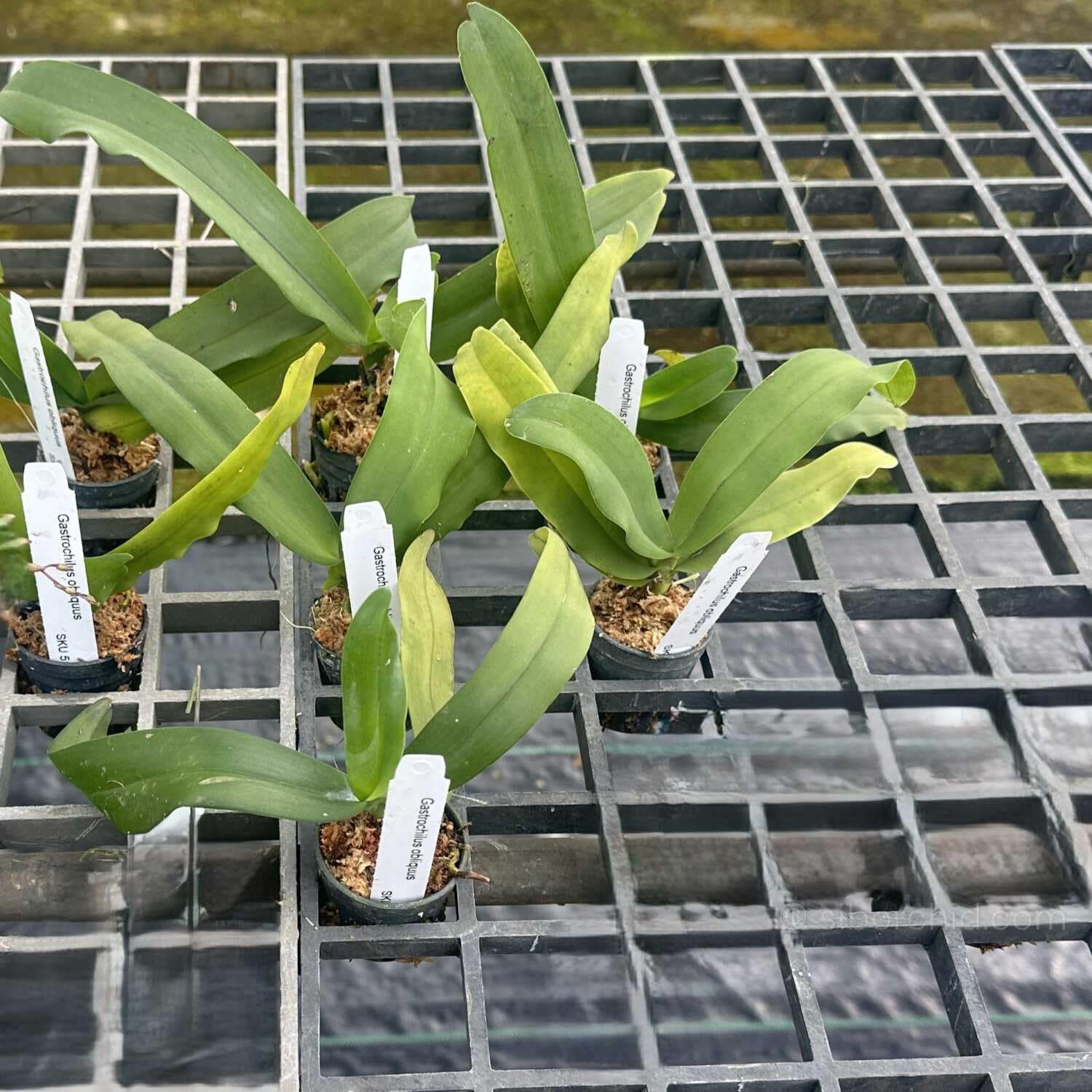 Gastrochilus obliquus - Gastrochilus obliquus - Image 6
