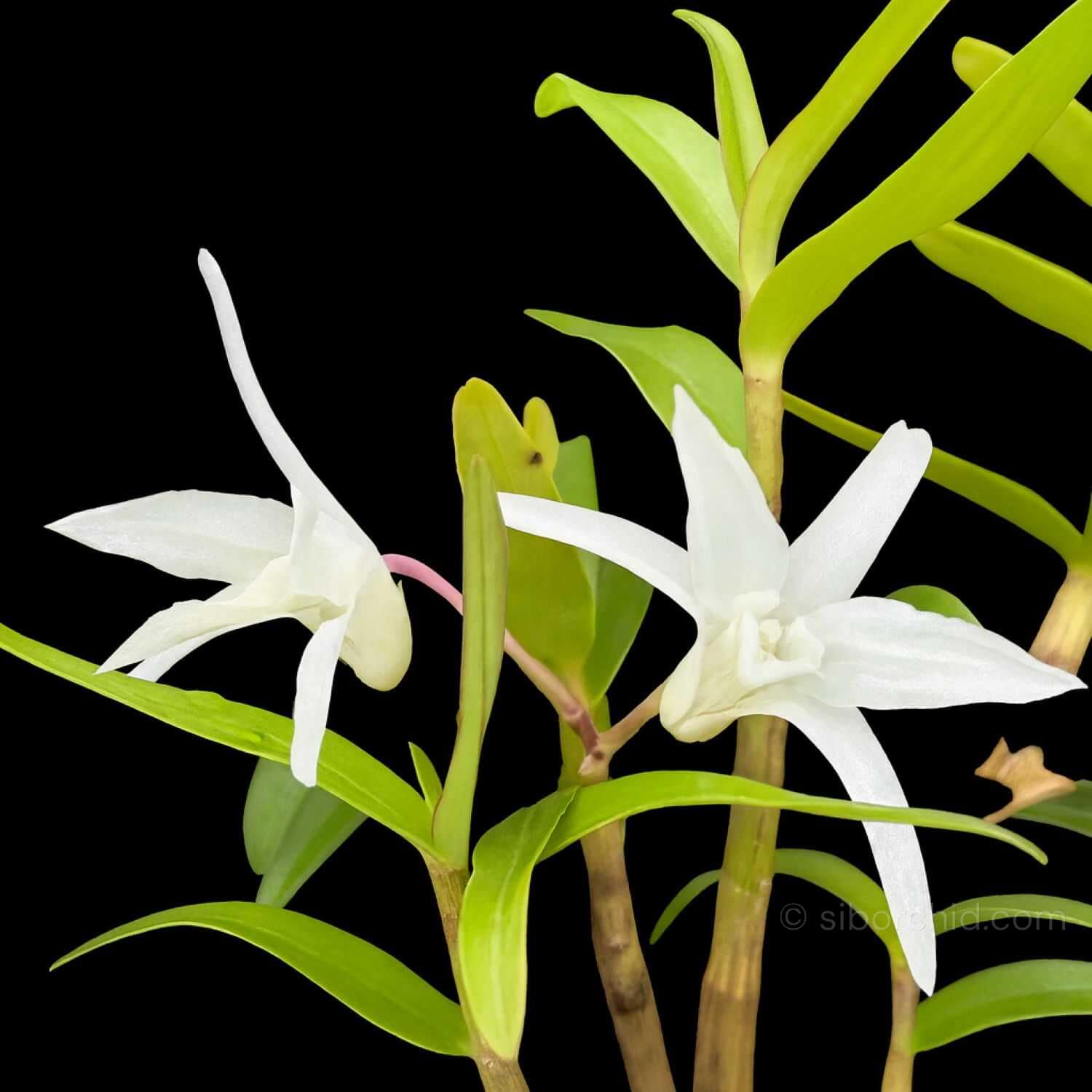 Dendrobium moniliforme - Dendrobium moniliforme