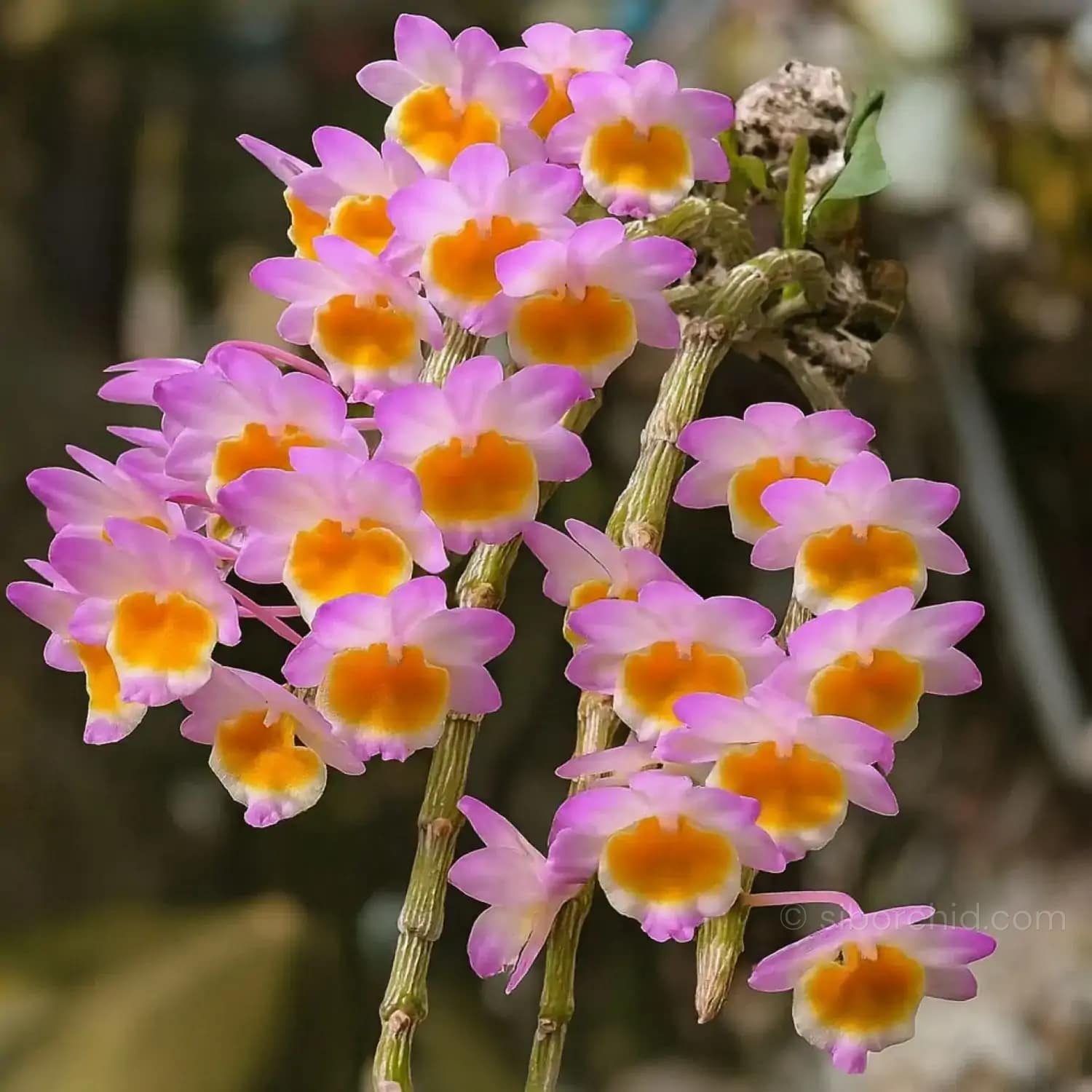 Dendrobium crepidatum - Dendrobium crepidatum